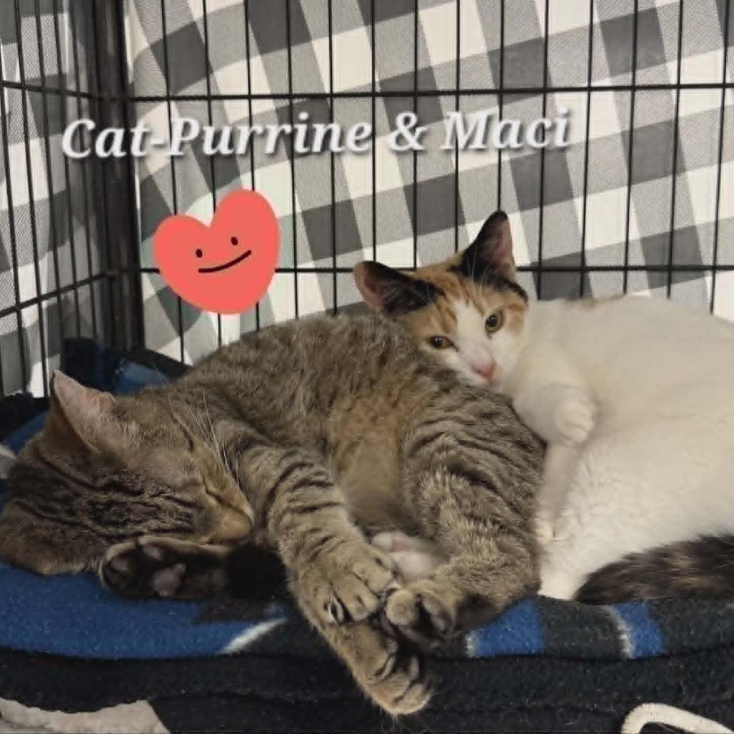 Enlarge Cat-Purrine Earnspaw, a Adoptable Domestic Short Hair in Richmond, IN image 2/3