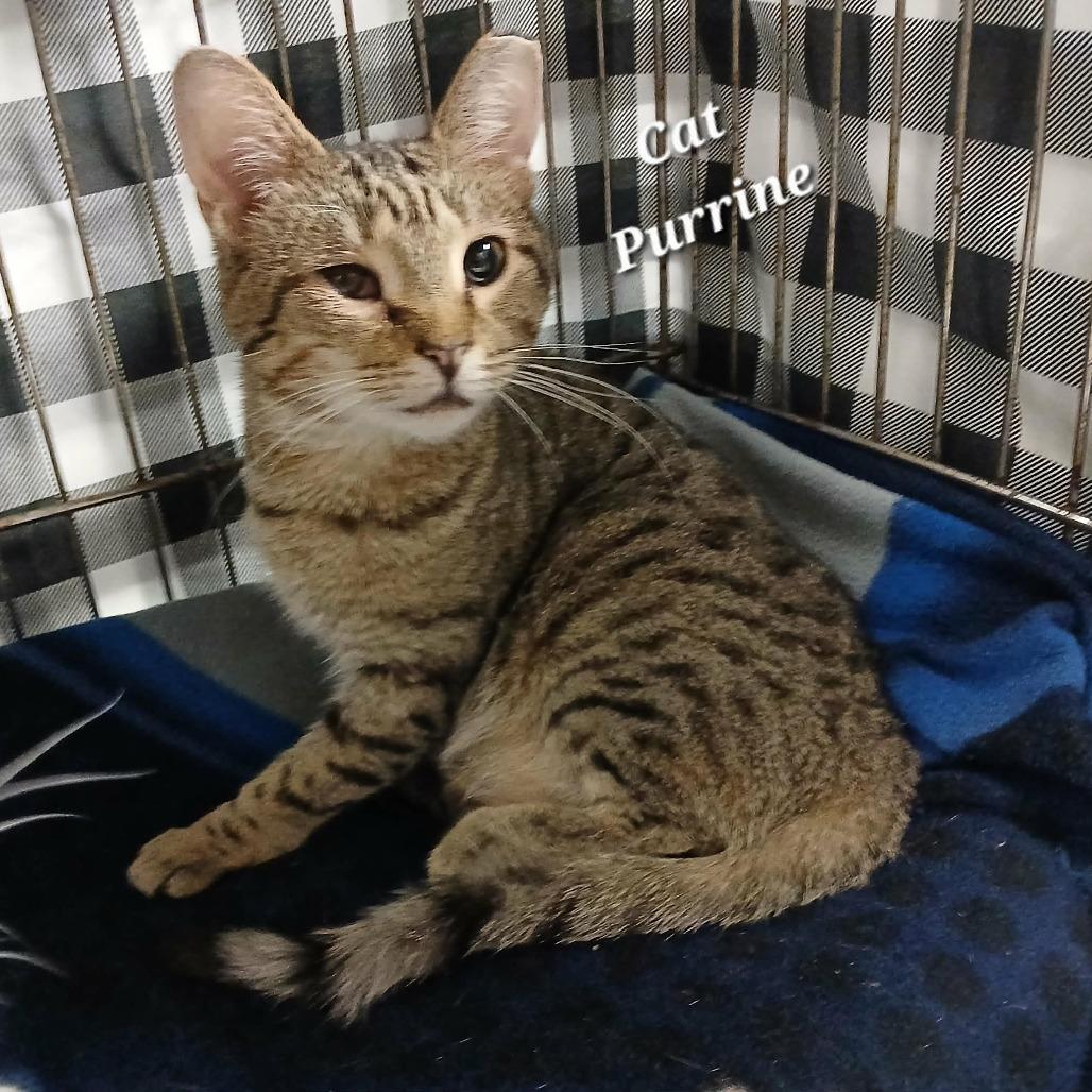 Enlarge Cat-Purrine Earnspaw, a Adoptable Domestic Short Hair in Richmond, IN image 3/3