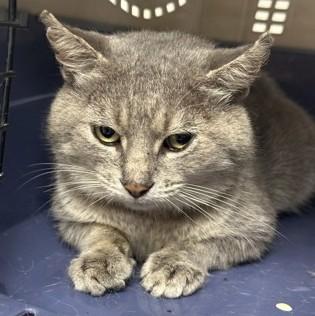 Dale, Adoptable, Adult Male Domestic Short Hair.