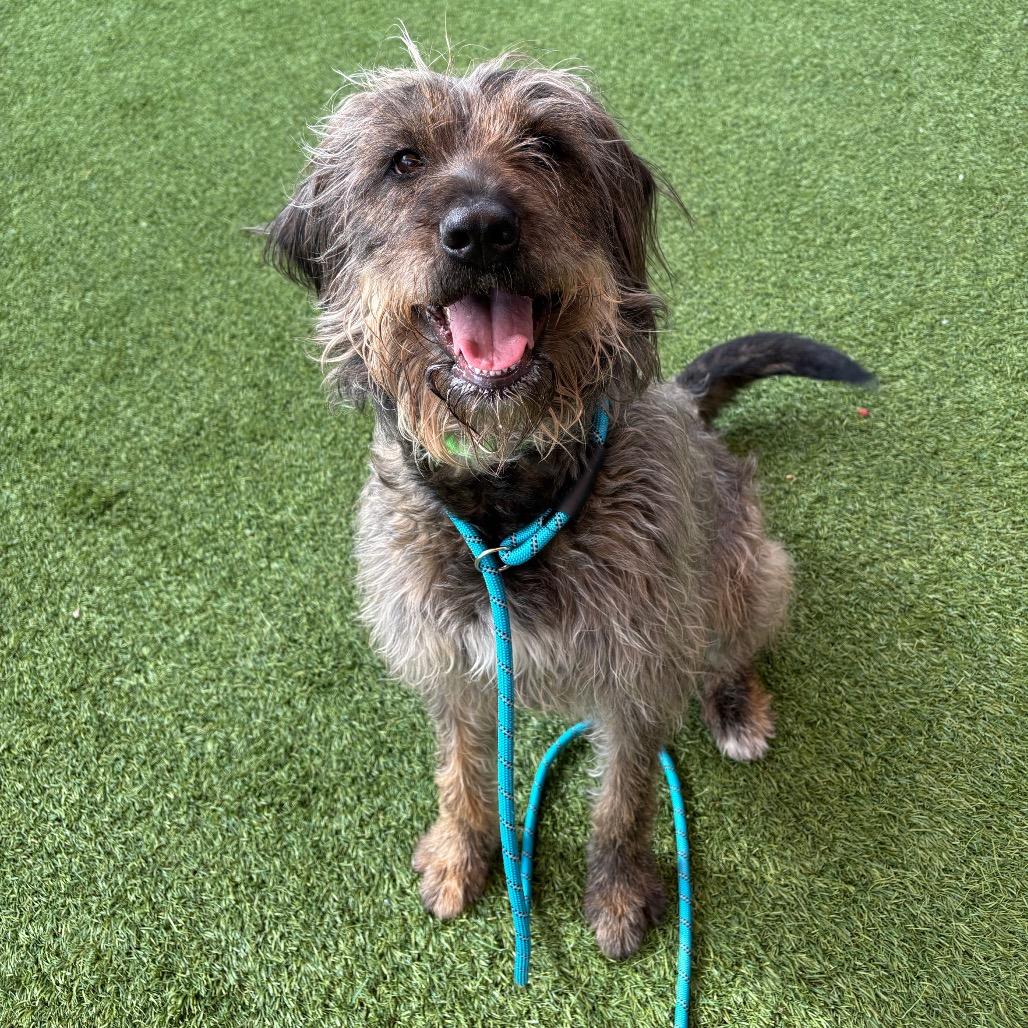 Mopsy, Adoptable, Adult Female Mixed Breed.