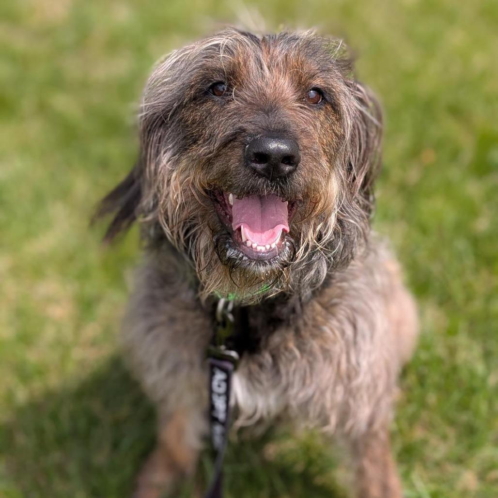 Mopsy, Adoptable, Adult Female Mixed Breed.
