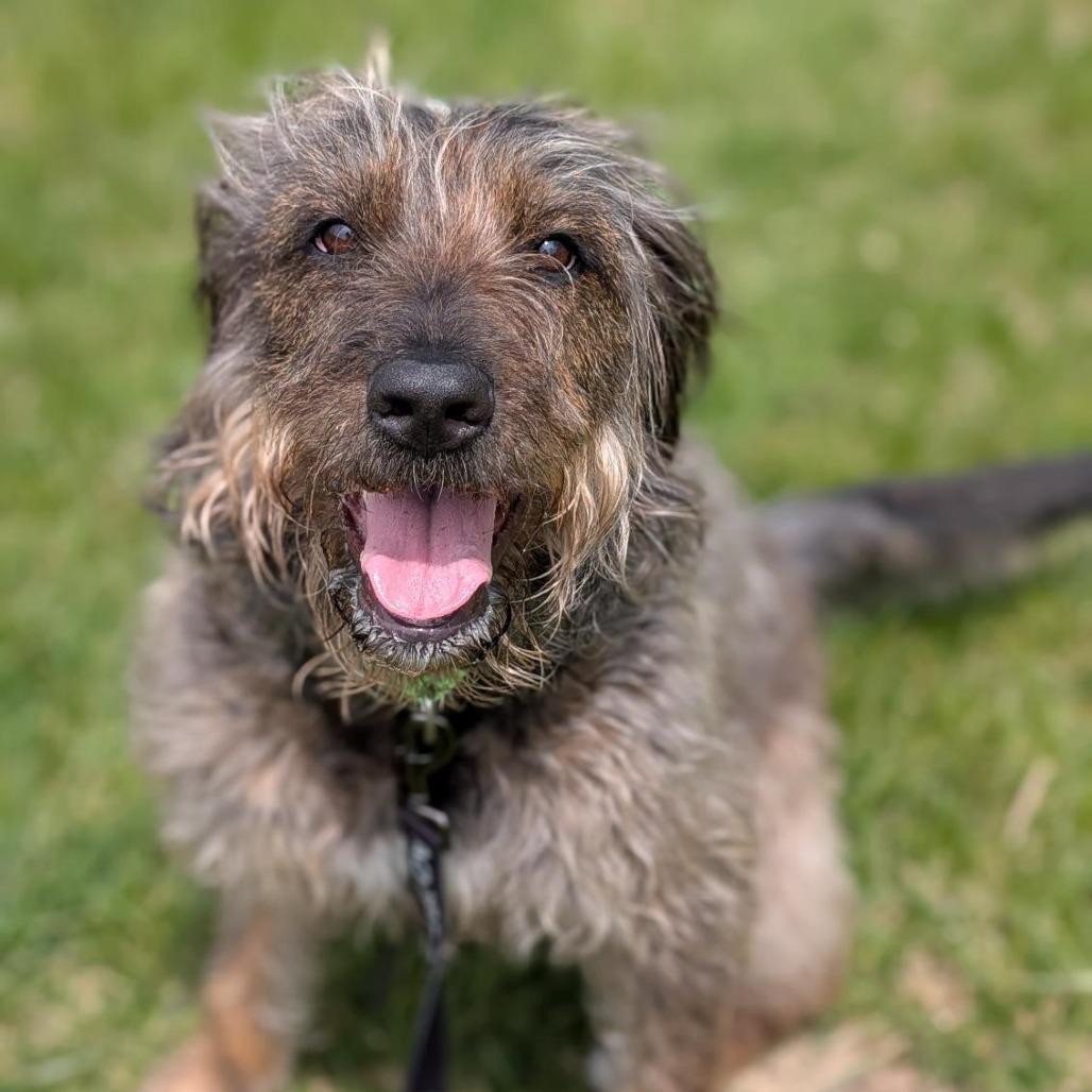 Enlarge Mopsy, a Adoptable Mixed Breed in Washington Township, OH image 2/5