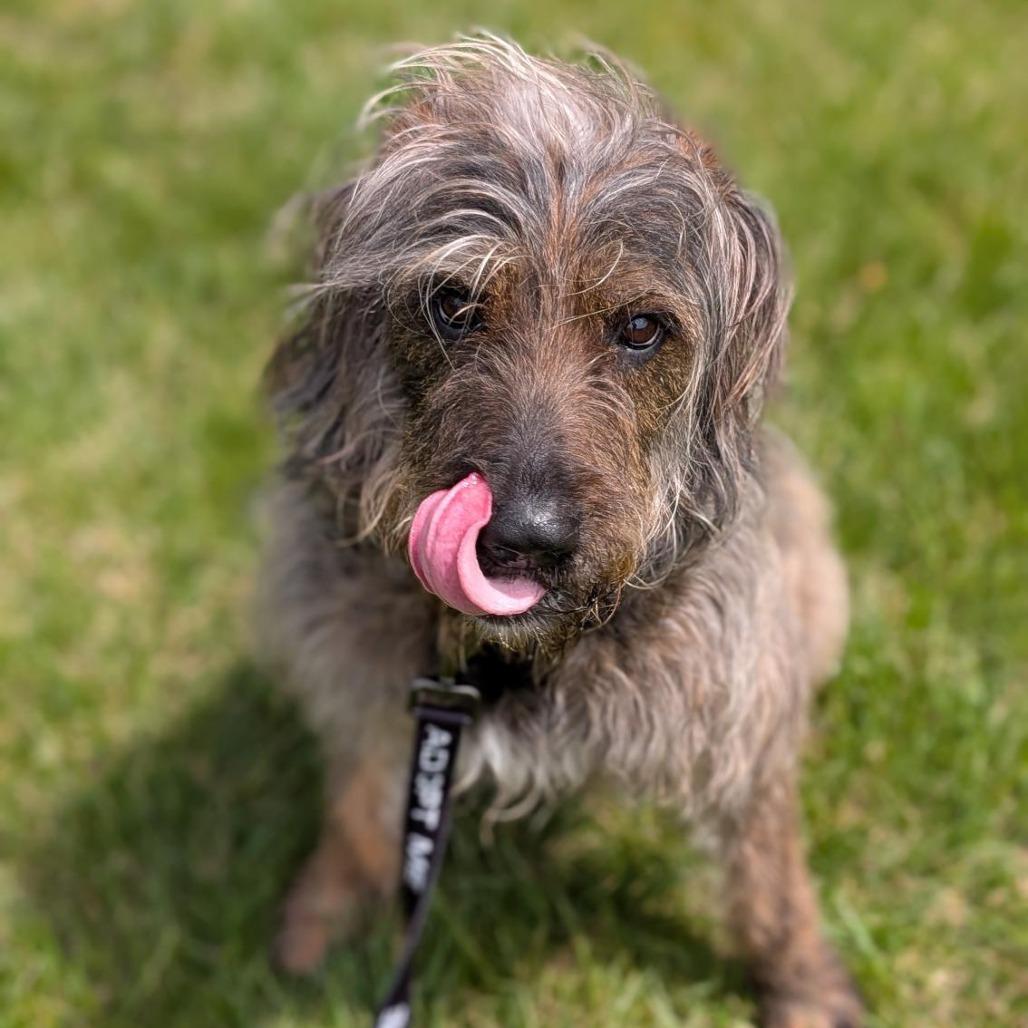 Enlarge Mopsy, a Adoptable Mixed Breed in Washington Township, OH image 3/5