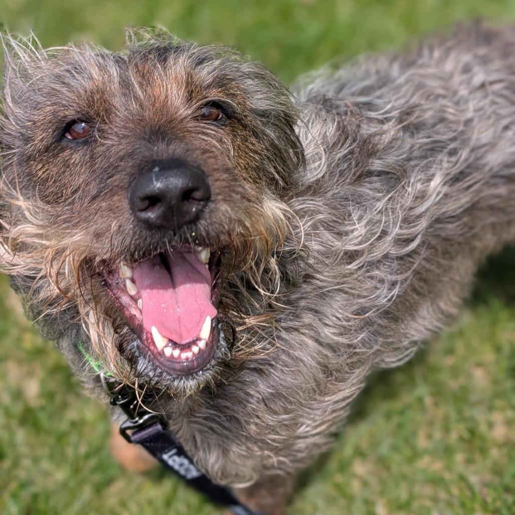 Enlarge Mopsy, a Adoptable Mixed Breed in Washington Township, OH image 4/5