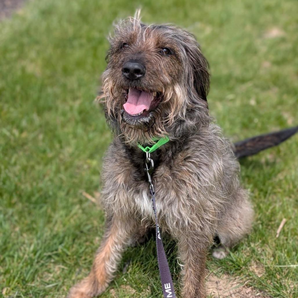 Enlarge Mopsy, a Adoptable Mixed Breed in Washington Township, OH image 5/5