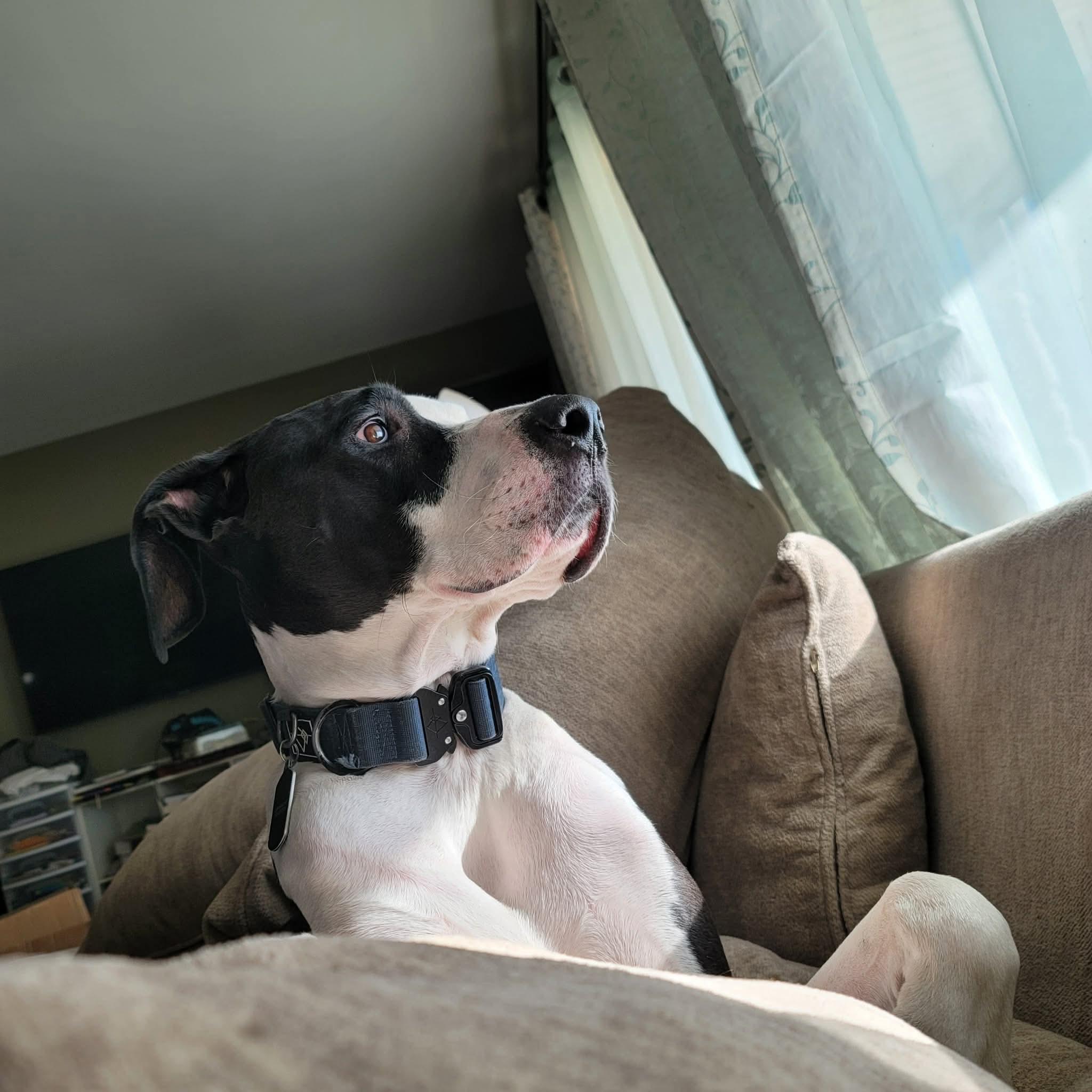 Nox, an adopted mixed breed in El Dorado, KS image 5/5