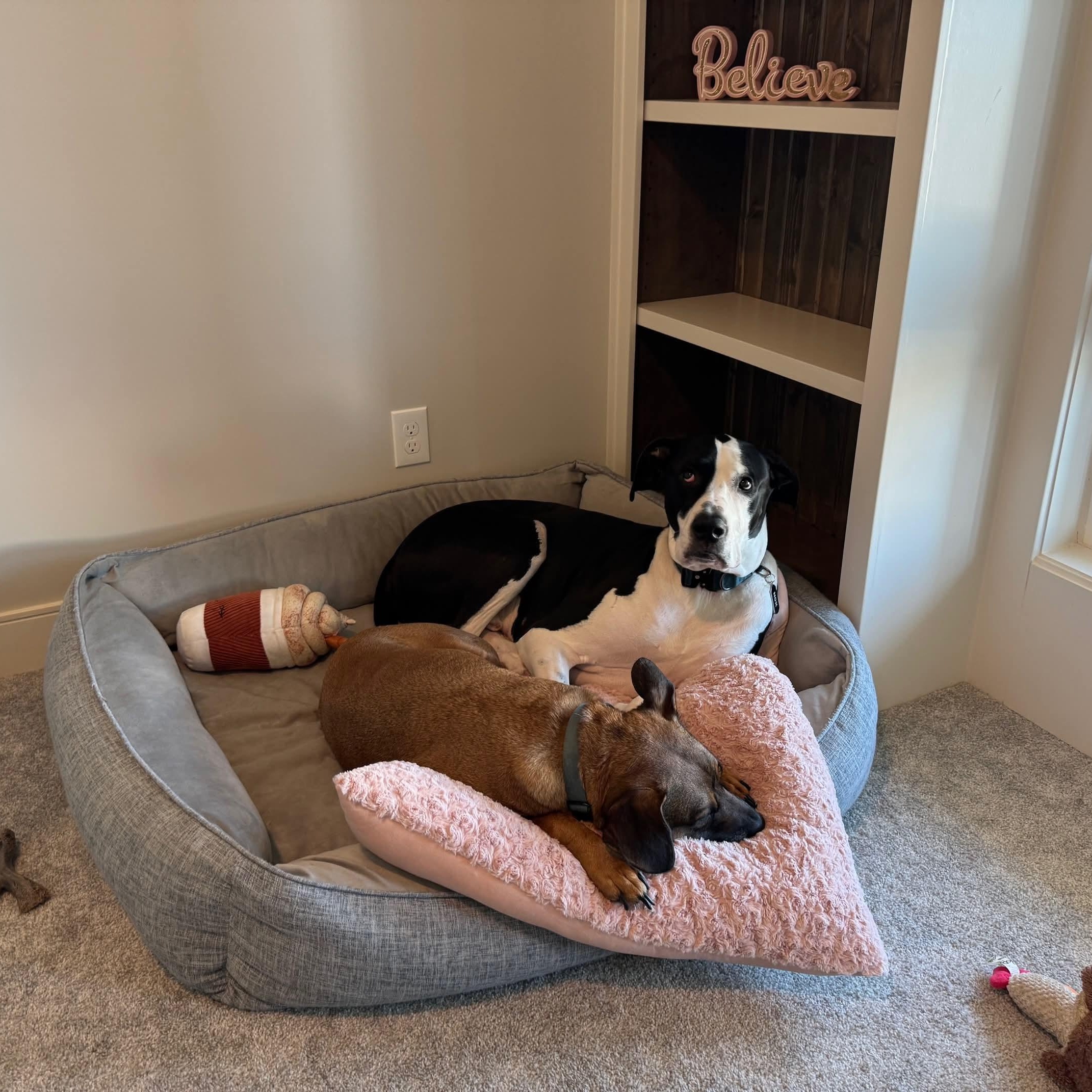 Nox, an adopted mixed breed in El Dorado, KS image 3/5