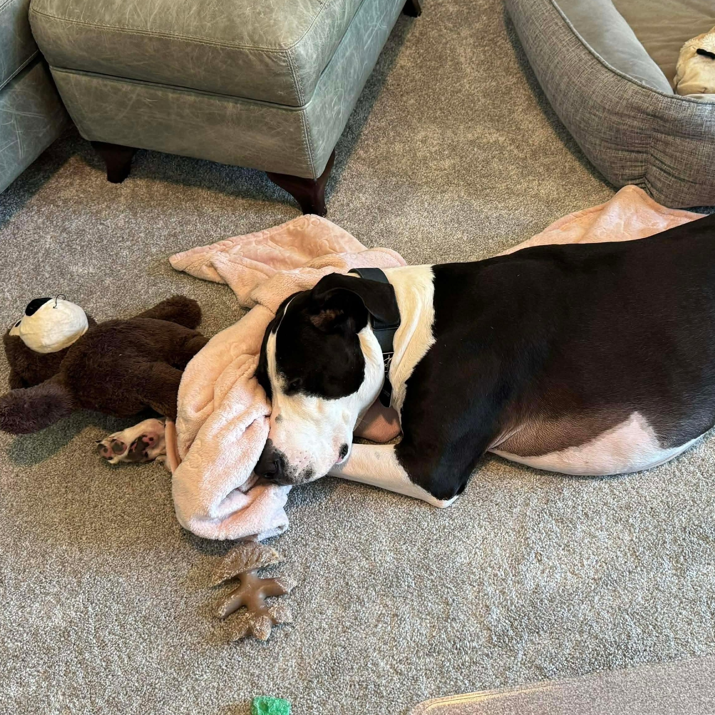 Nox, an adopted mixed breed in El Dorado, KS image 4/5