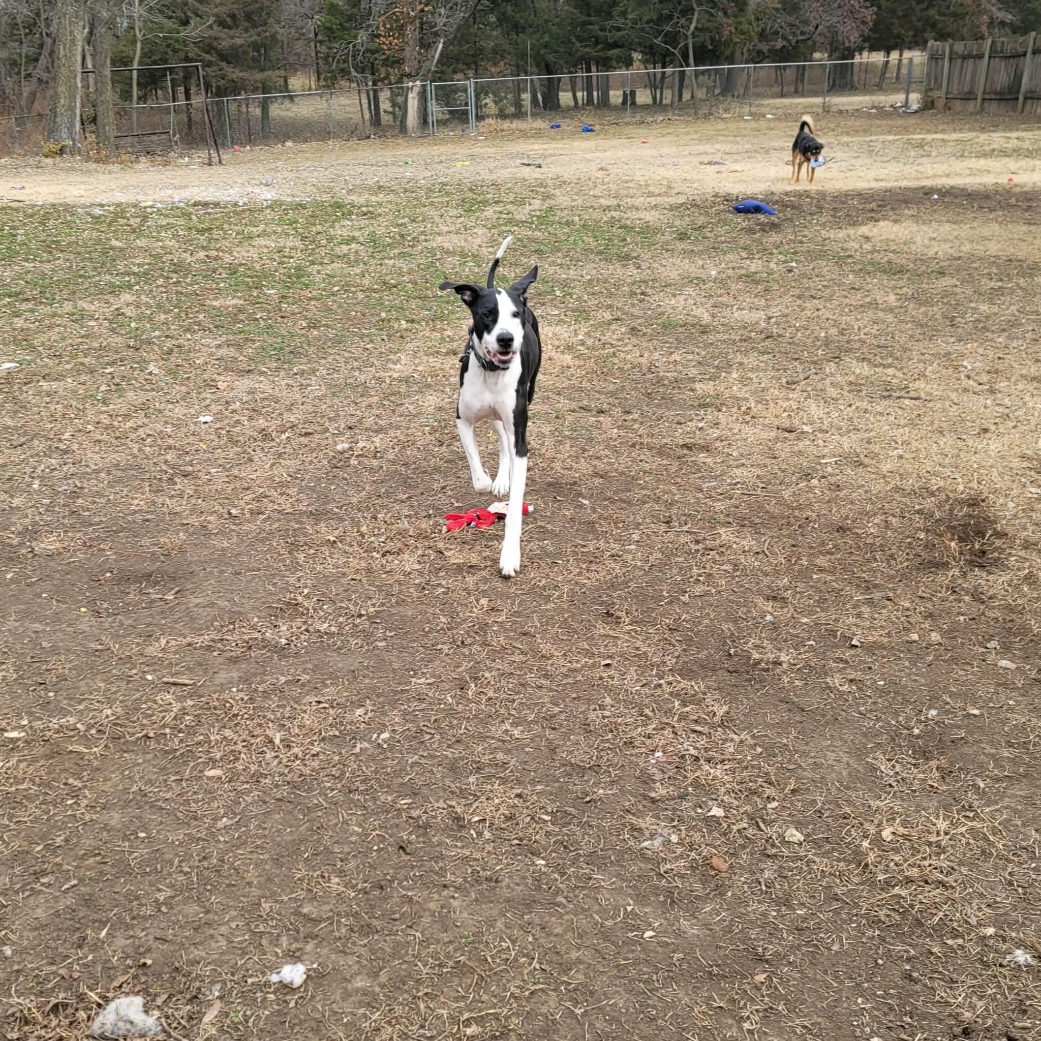 Nox, an adopted mixed breed in El Dorado, KS image 2/5
