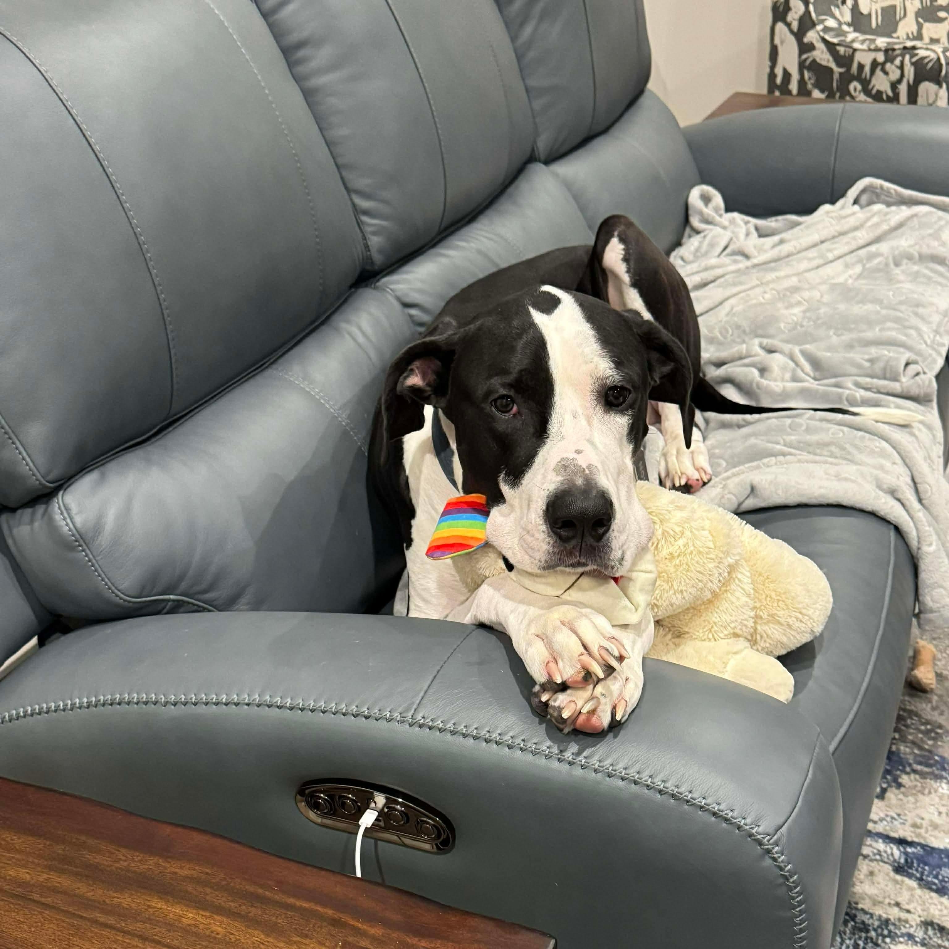 Nox, adopted, Adult Male Great Dane & Dogo Argentino.