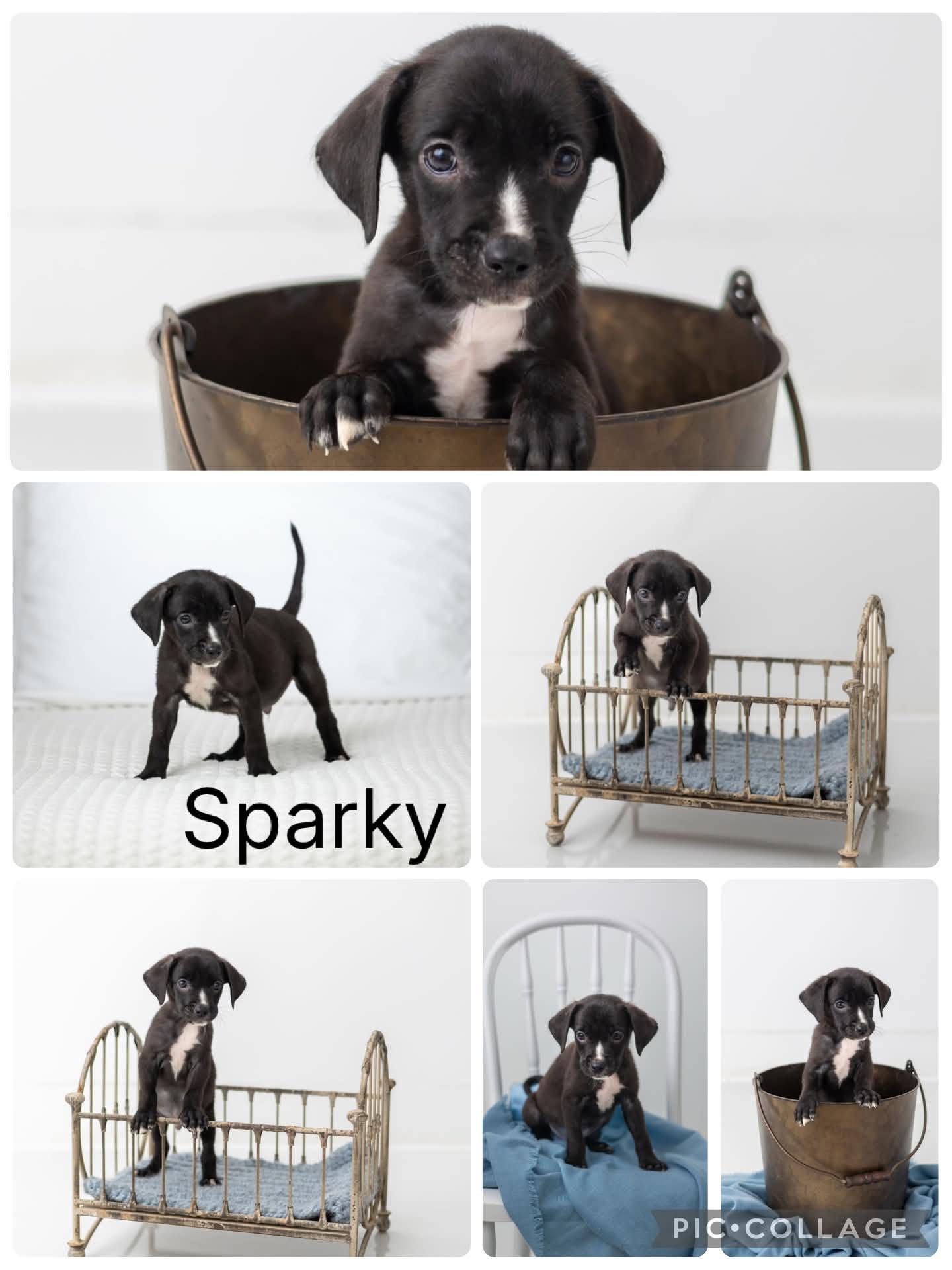 Enlarge Sparky, a ADOPTABLE mixed breed in Enterprise, AL image 1/1