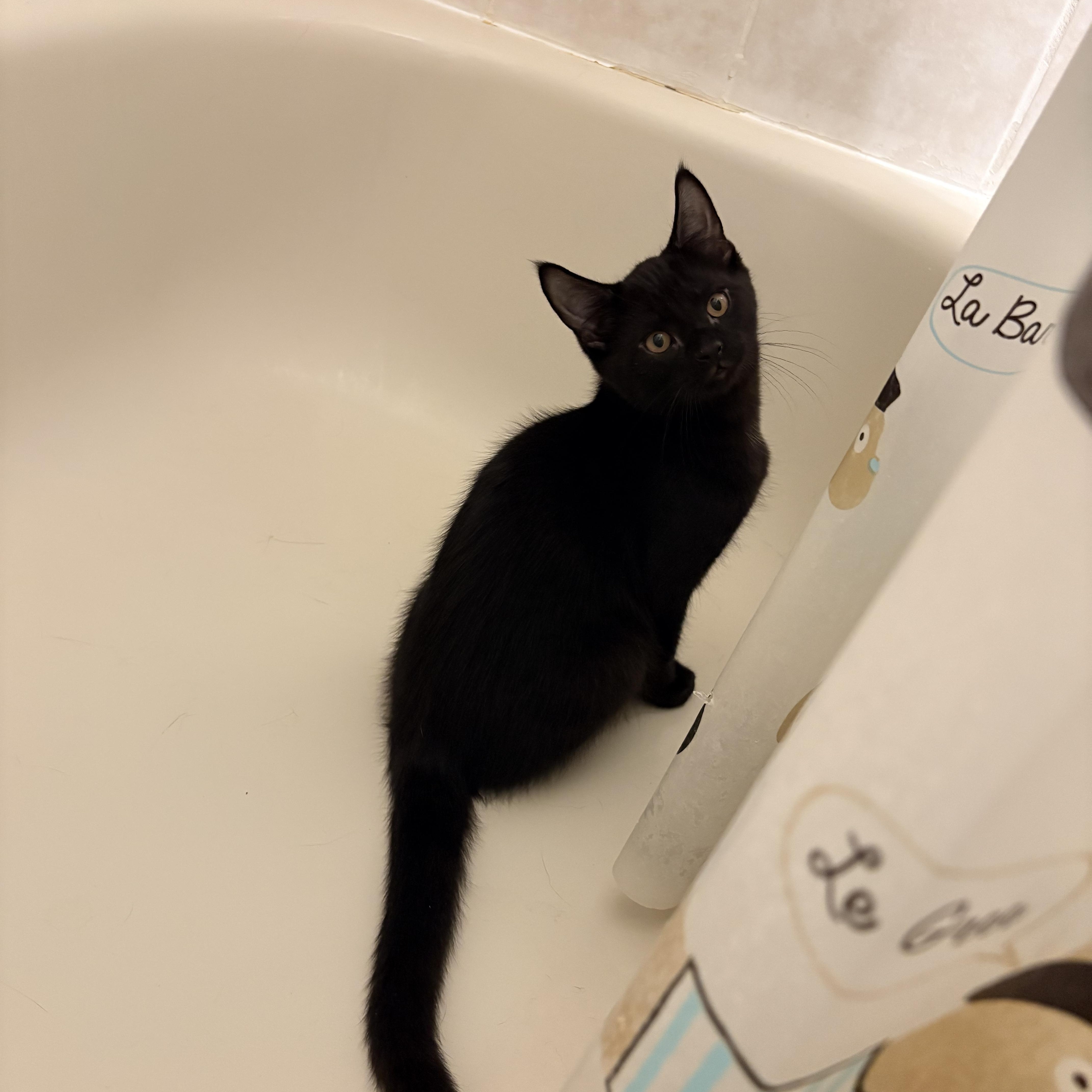 Enlarge Batman, a Adopted Domestic Short Hair in Fredericton, NB image 4/6