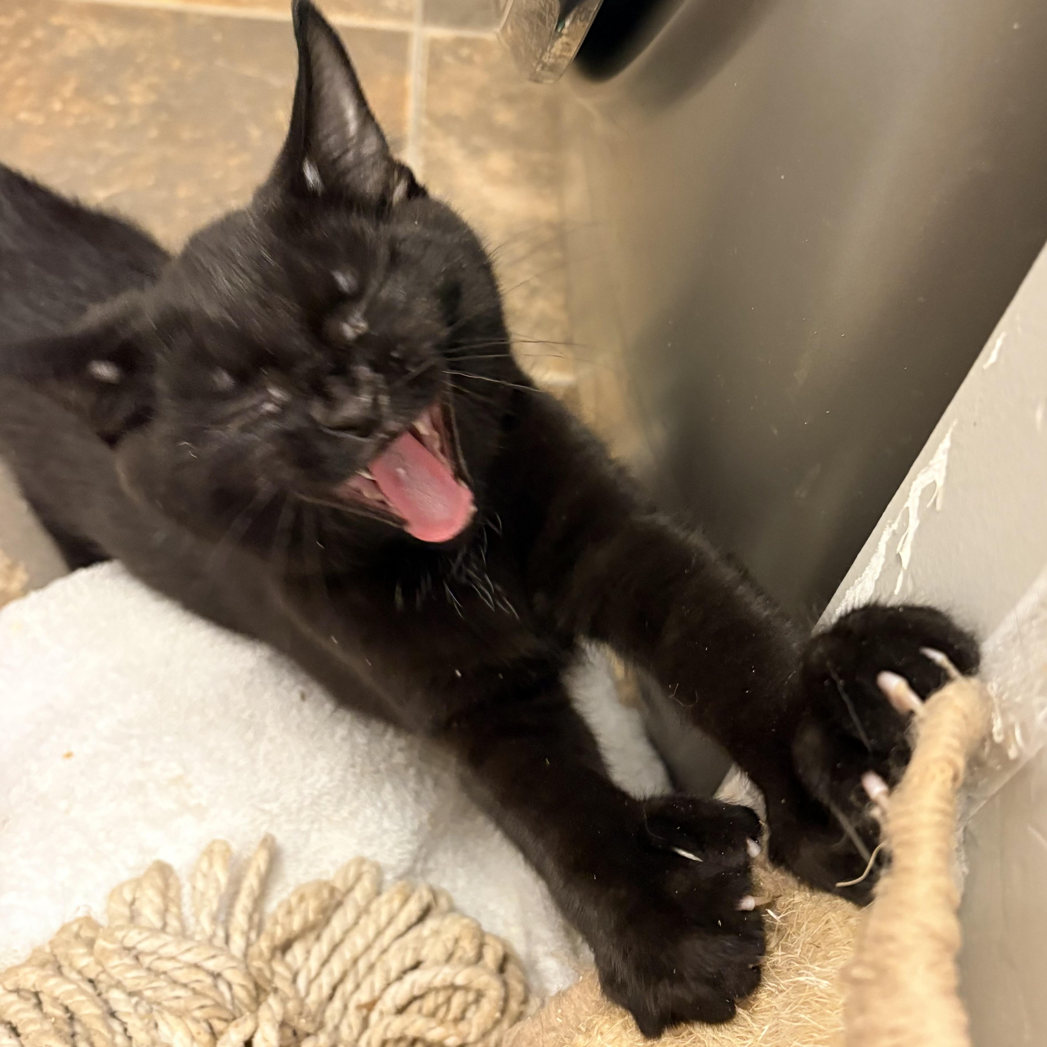 Enlarge Batman, a Adopted Domestic Short Hair in Fredericton, NB image 5/6
