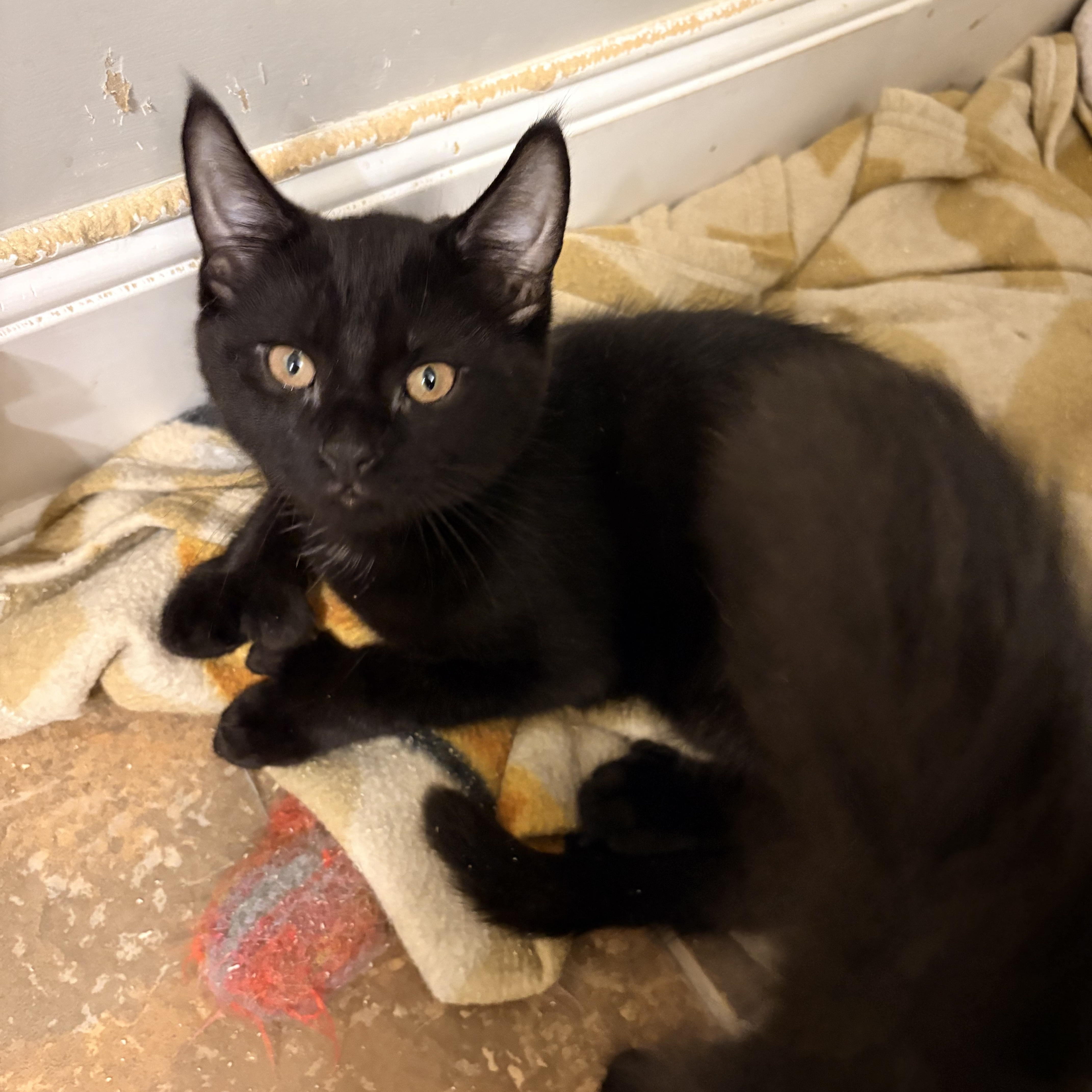 Enlarge Batman, a Adopted Domestic Short Hair in Fredericton, NB image 3/6