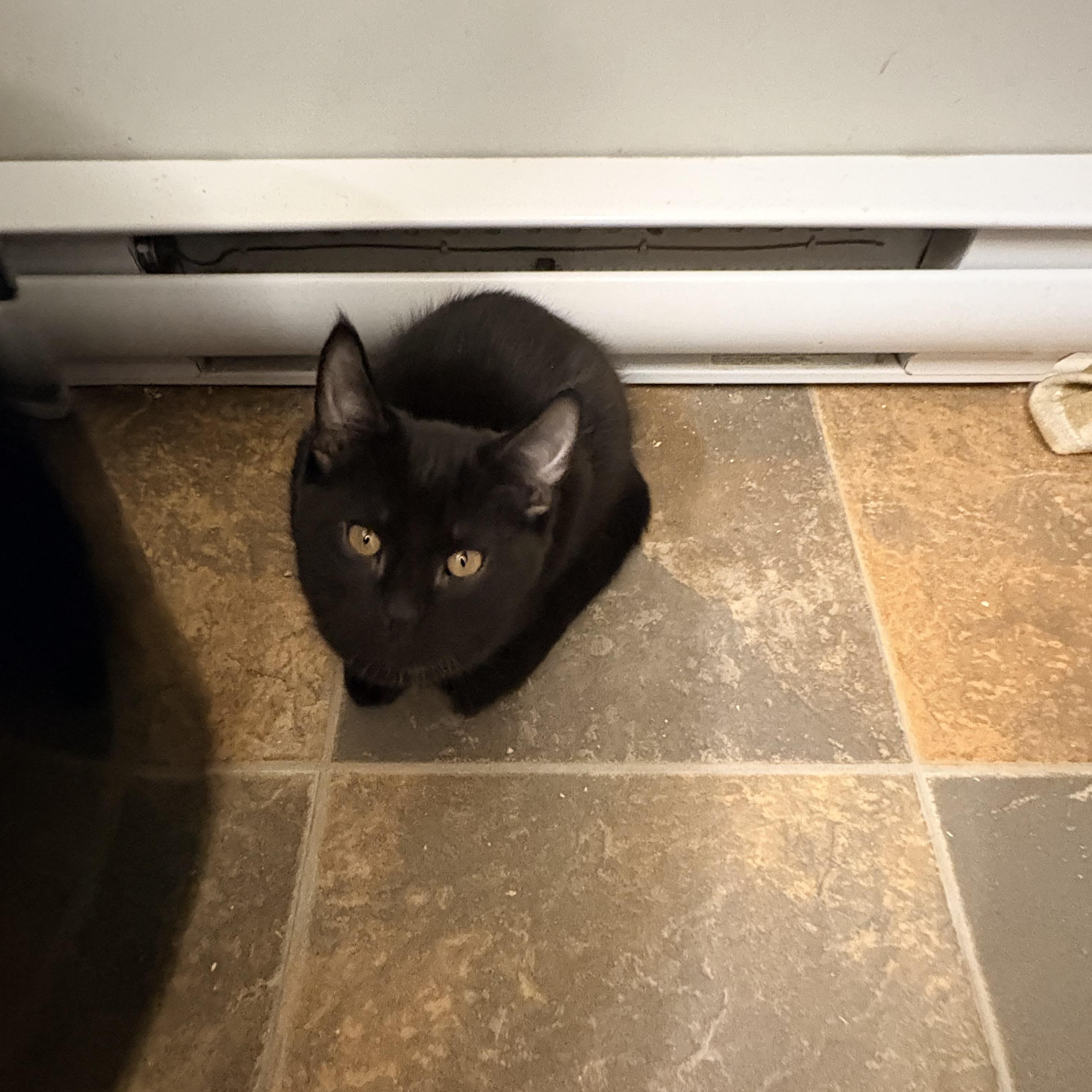 Enlarge Batman, a Adopted Domestic Short Hair in Fredericton, NB image 6/6