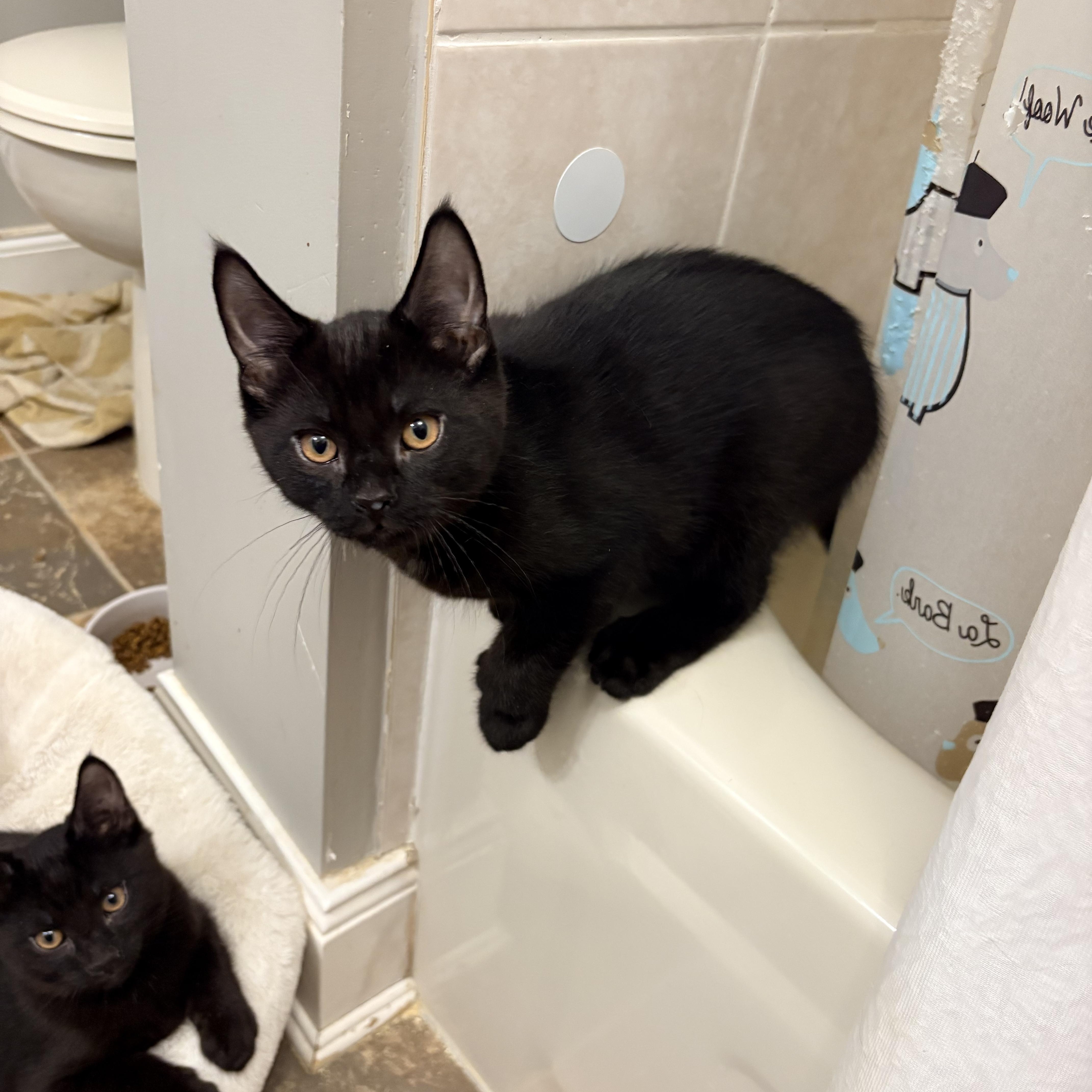 Enlarge Batman, a Adopted Domestic Short Hair in Fredericton, NB image 1/6
