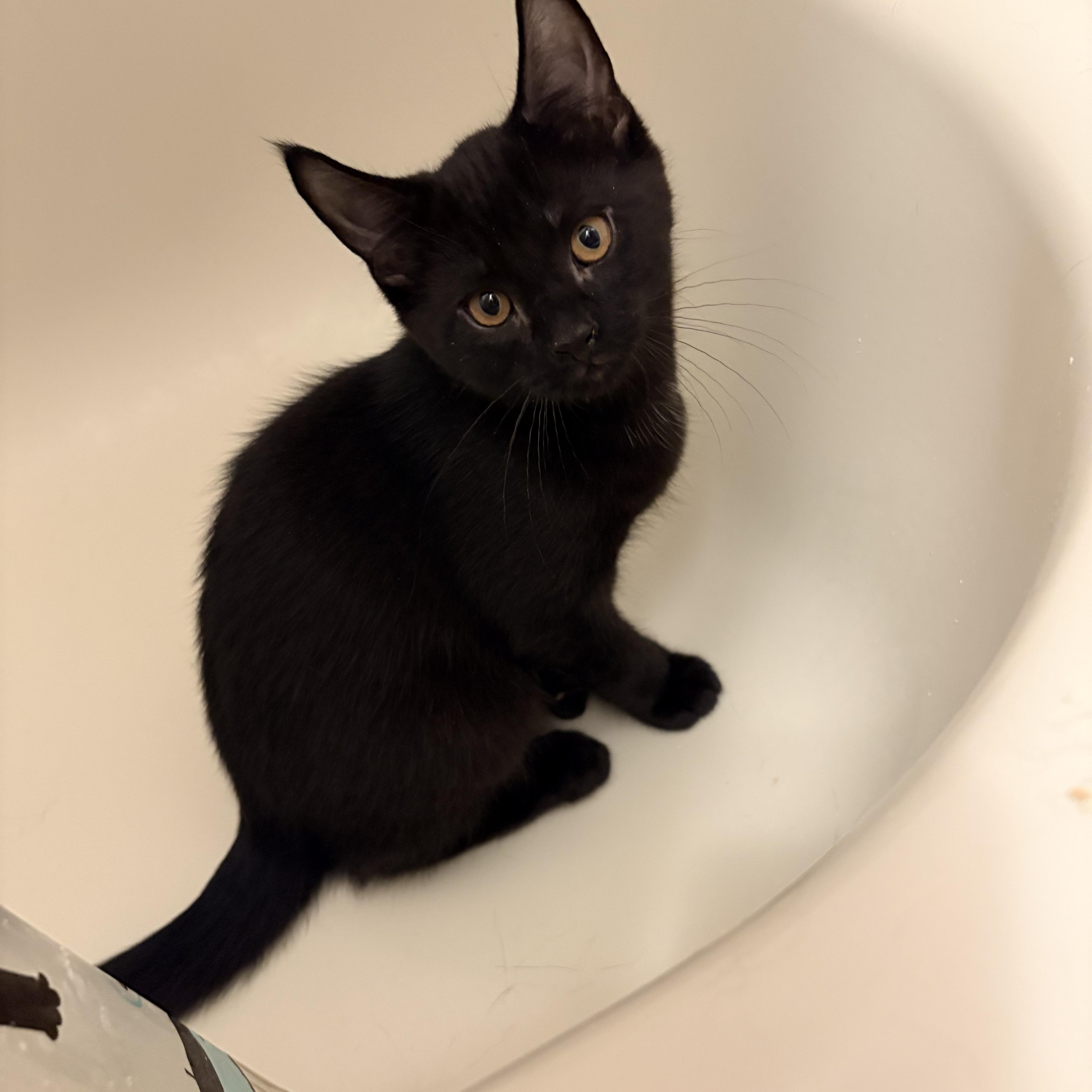 Enlarge Batman, a Adopted Domestic Short Hair in Fredericton, NB image 2/6