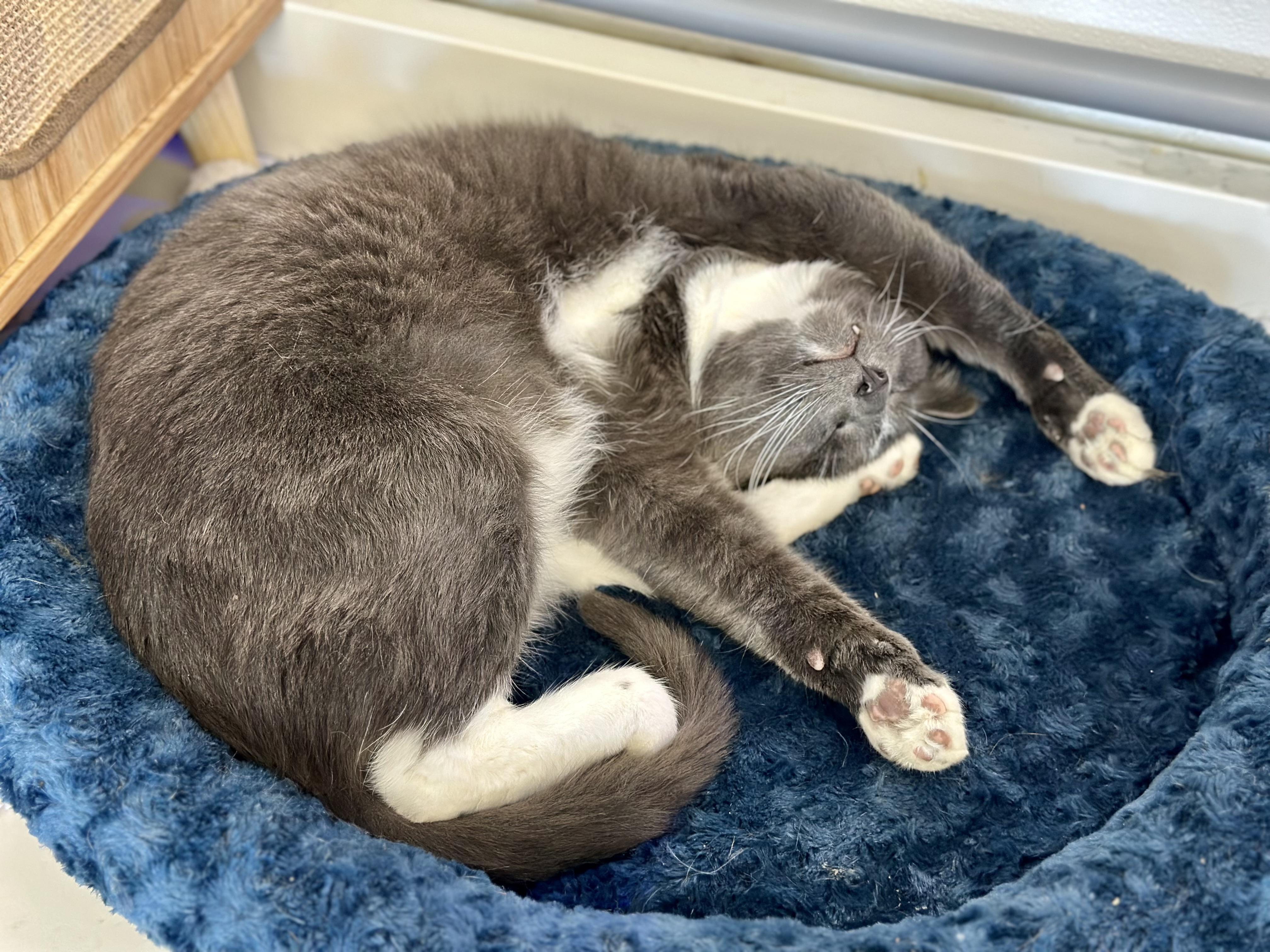 Enlarge Blitzen, a ADOPTABLE Domestic Short Hair in Faribault, MN image 3/6