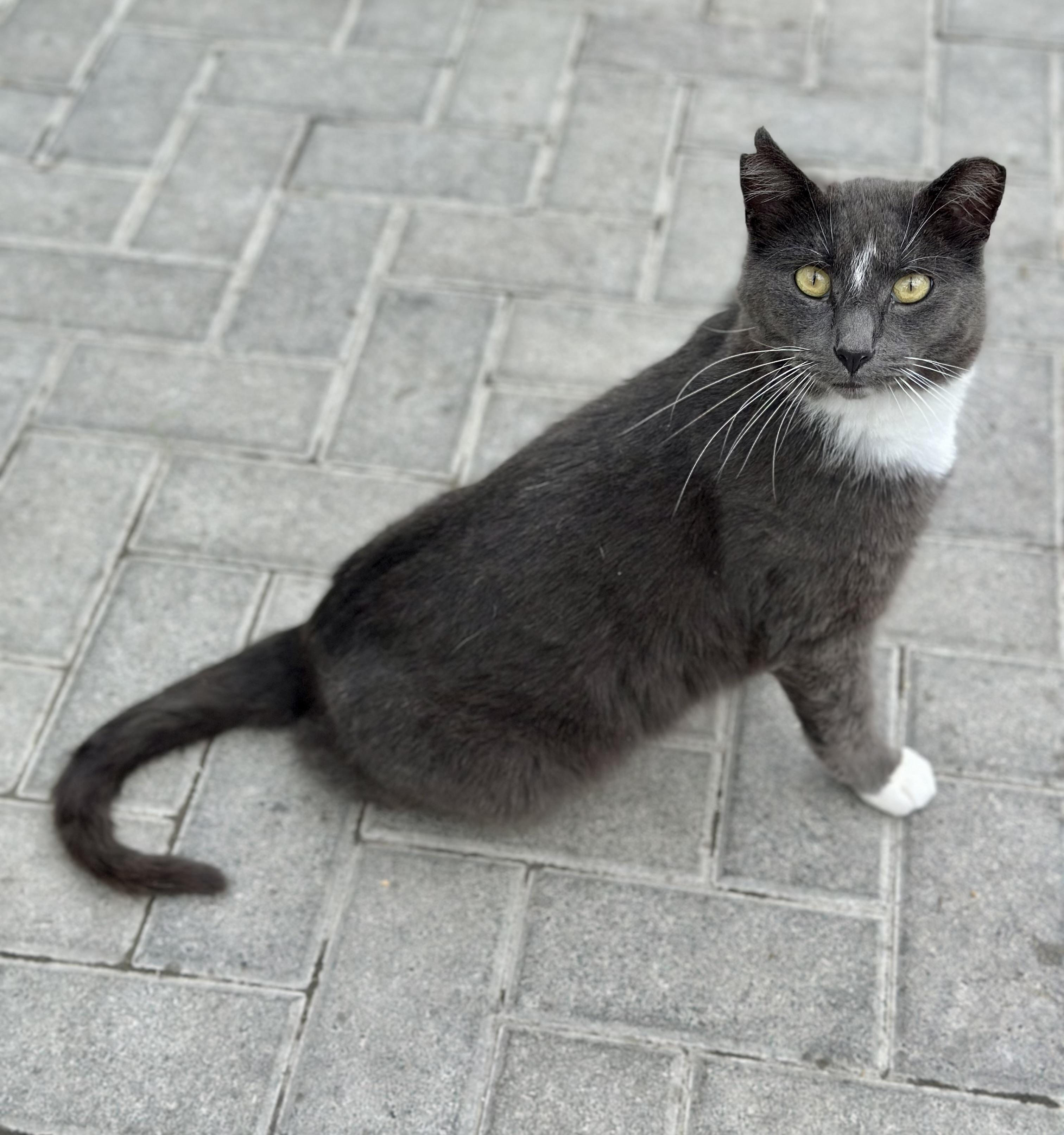 Enlarge Blitzen, a ADOPTABLE Domestic Short Hair in Faribault, MN image 4/6