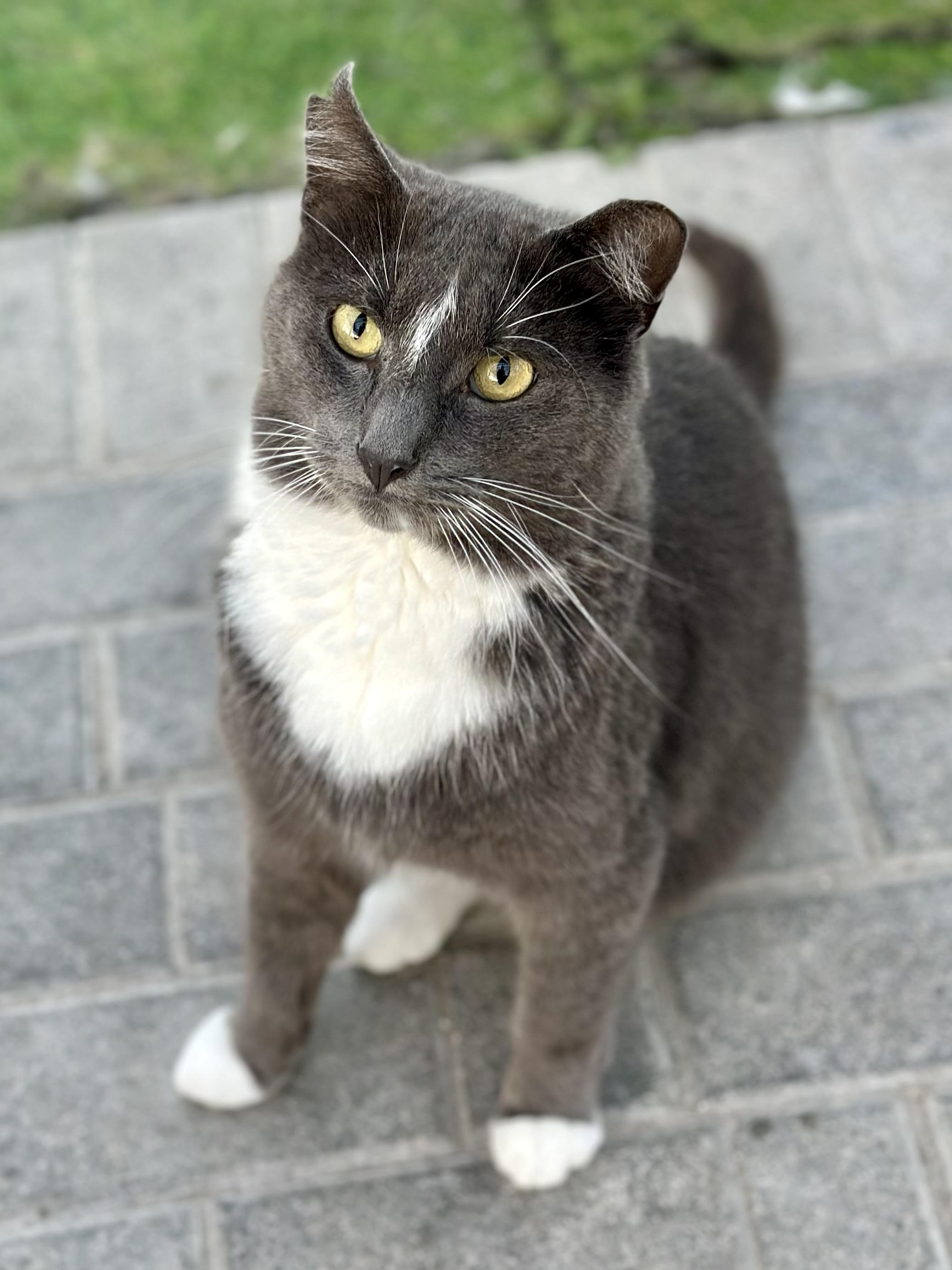 Blitzen, ADOPTABLE, Adult Male Domestic Short Hair.