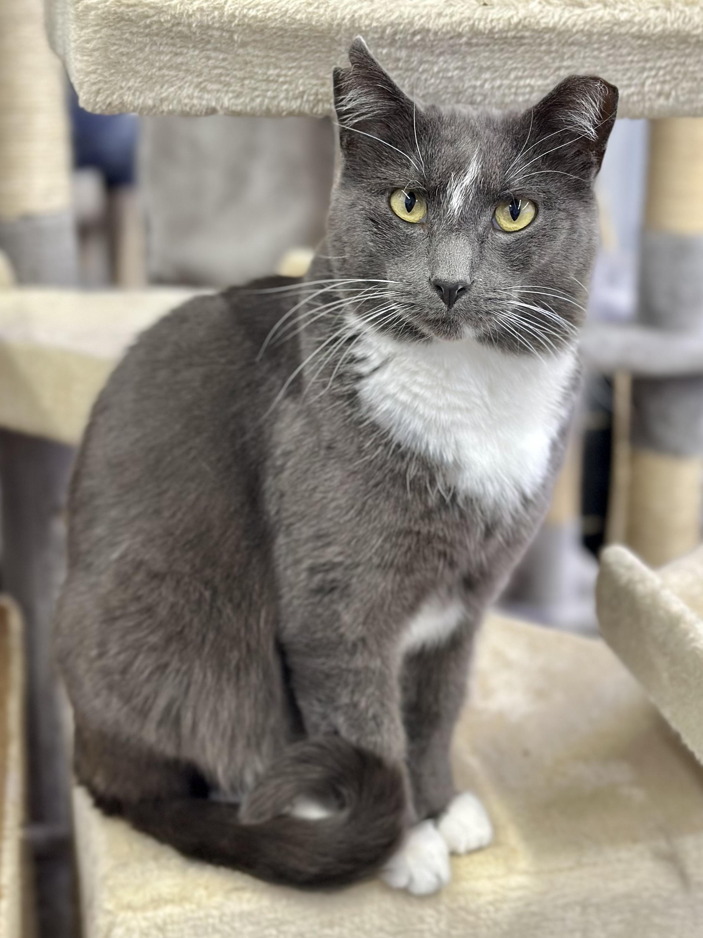 Enlarge Blitzen, a ADOPTABLE Domestic Short Hair in Faribault, MN image 2/6