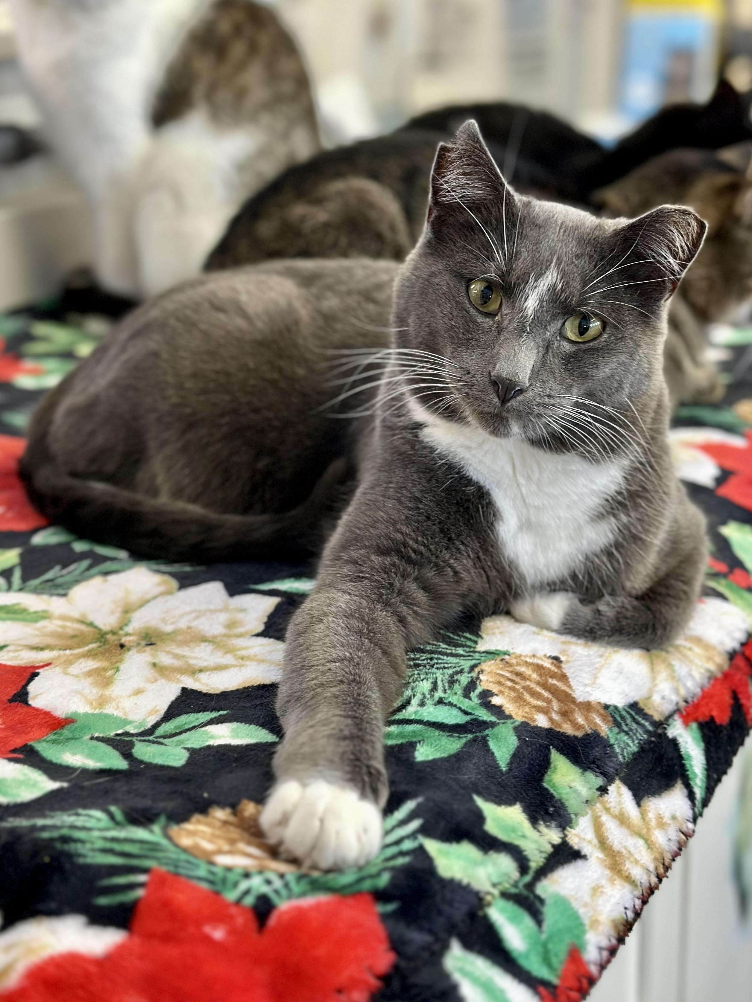 Enlarge Blitzen, a ADOPTABLE Domestic Short Hair in Faribault, MN image 5/6