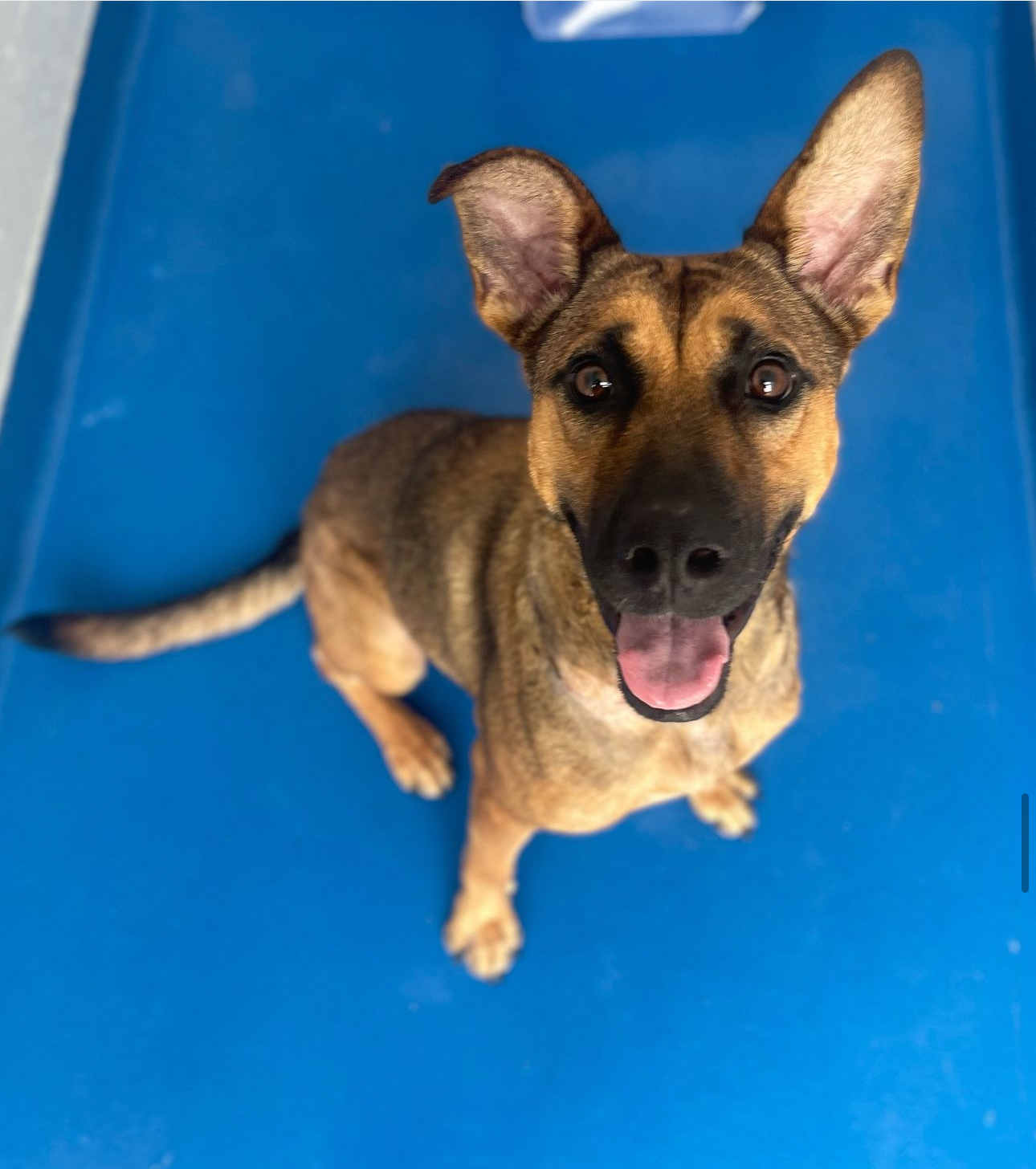 Dog for adoption Adelaide, a German Shepherd Dog Mix in Lancaster, SC