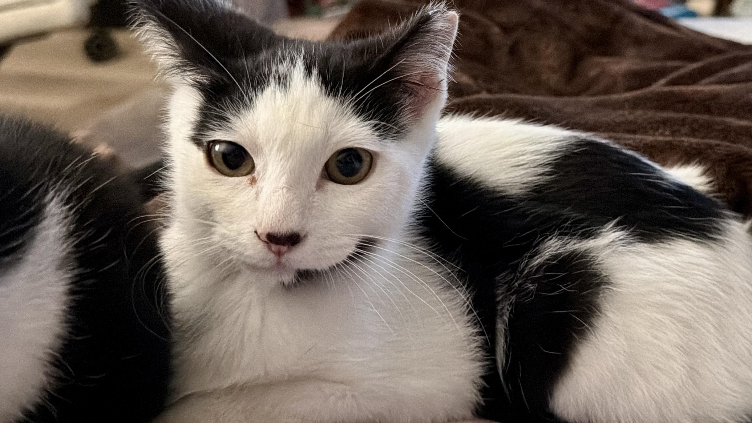 Dickson and Dixie (a bonded pair), Adoptable, Kitten Male Domestic Short Hair.