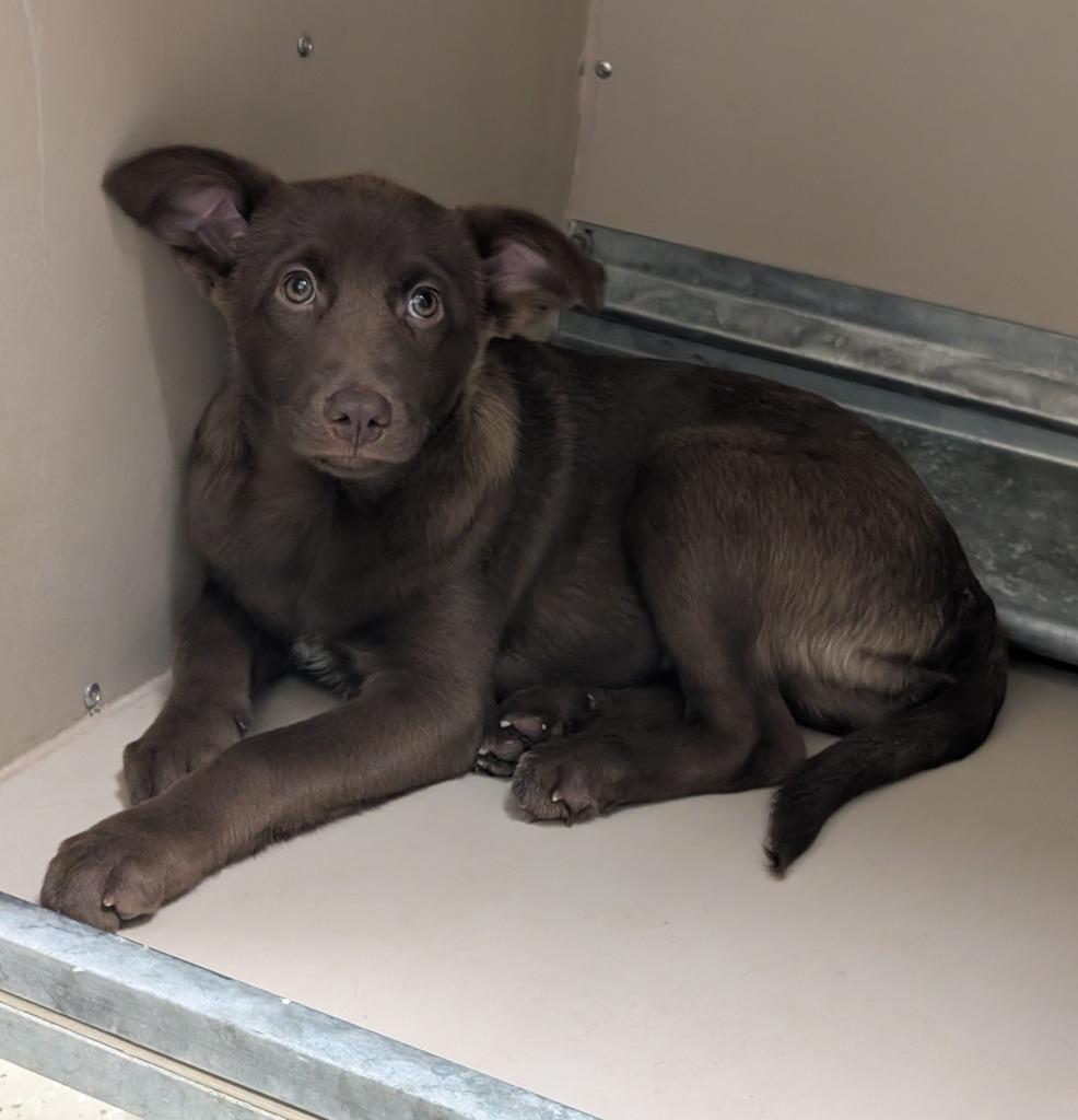 Enlarge Valorous, a Adoptable mixed breed in Havre, MT image 1/2