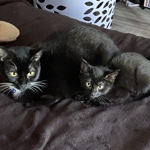 Celeste and Luna, Adoptable, Young Female Domestic Short Hair.