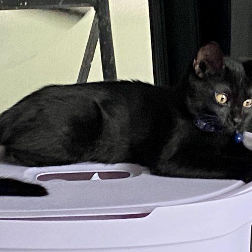 Enlarge Celeste and Luna, a Adoptable Domestic Short Hair in Seven Valleys, PA image 2/6