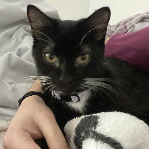 Enlarge Celeste and Luna, a Adoptable Domestic Short Hair in Seven Valleys, PA image 3/6