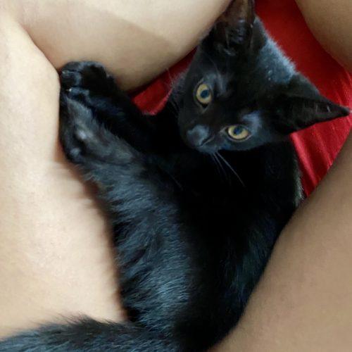 Enlarge Celeste and Luna, a Adoptable Domestic Short Hair in Seven Valleys, PA image 4/6