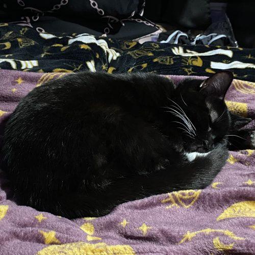 Enlarge Celeste and Luna, a Adoptable Domestic Short Hair in Seven Valleys, PA image 5/6