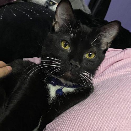 Enlarge Celeste and Luna, a Adoptable Domestic Short Hair in Seven Valleys, PA image 6/6