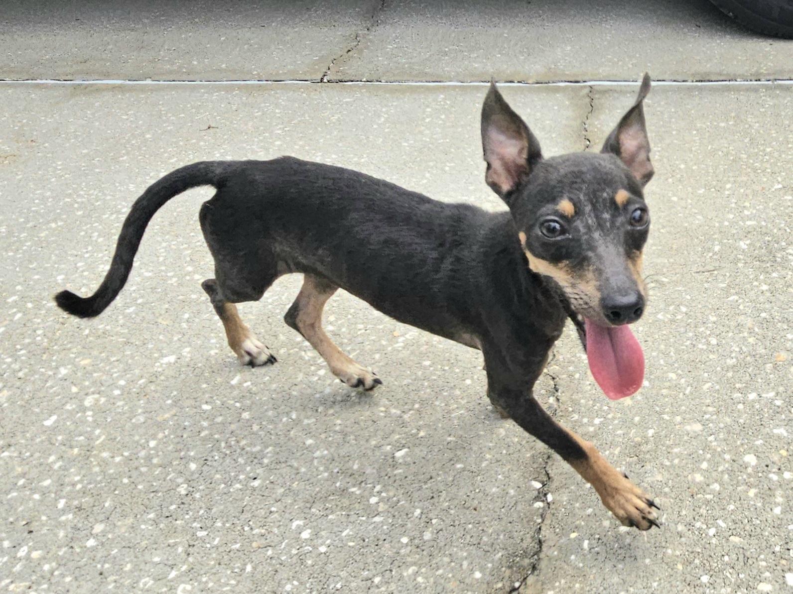 Enlarge Andy, a Adoptable mixed breed in Weeki Wachee, FL image 2/6