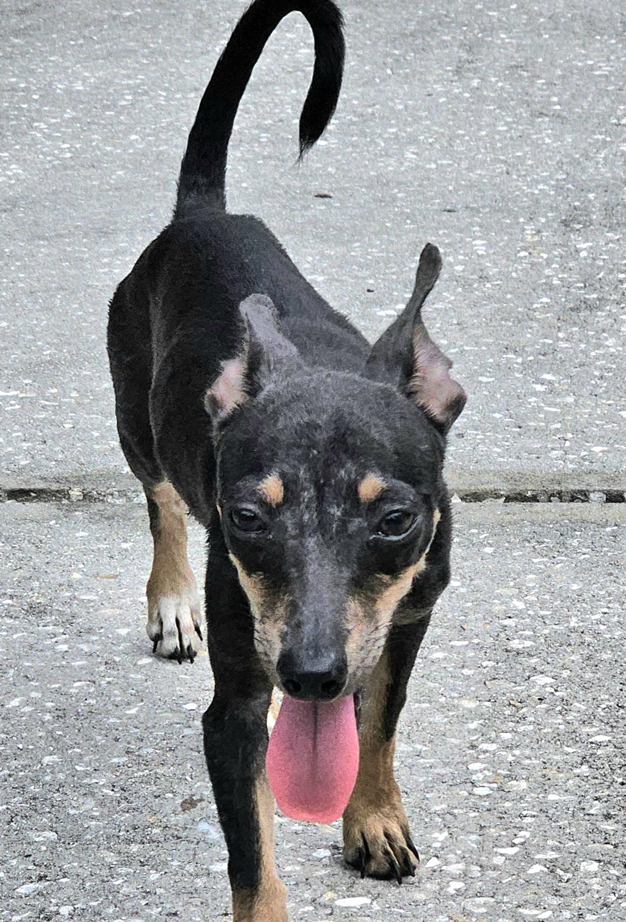 Enlarge Andy, a Adoptable mixed breed in Weeki Wachee, FL image 3/6