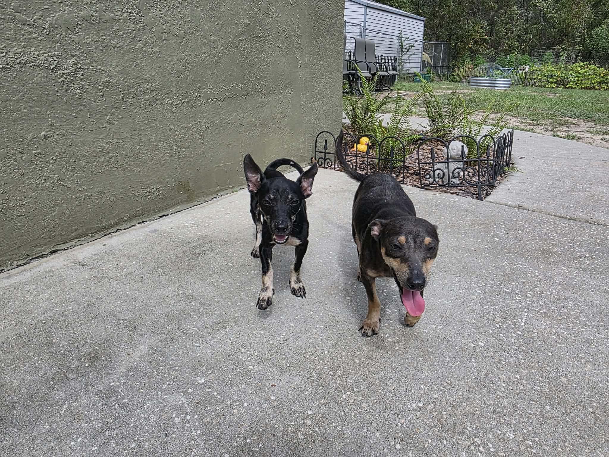 Enlarge Andy, a Adoptable mixed breed in Weeki Wachee, FL image 5/6