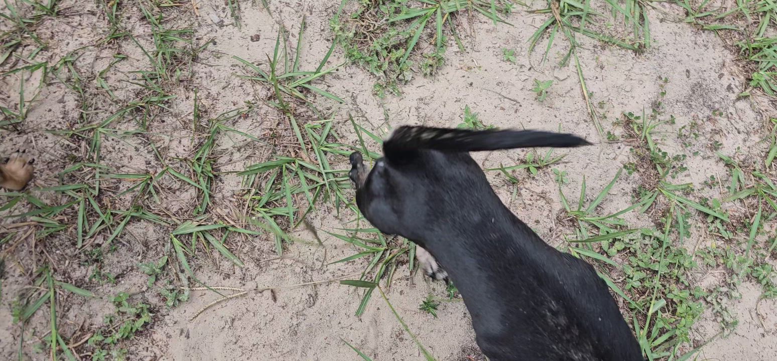Enlarge Andy, a Adoptable mixed breed in Weeki Wachee, FL video 4/6