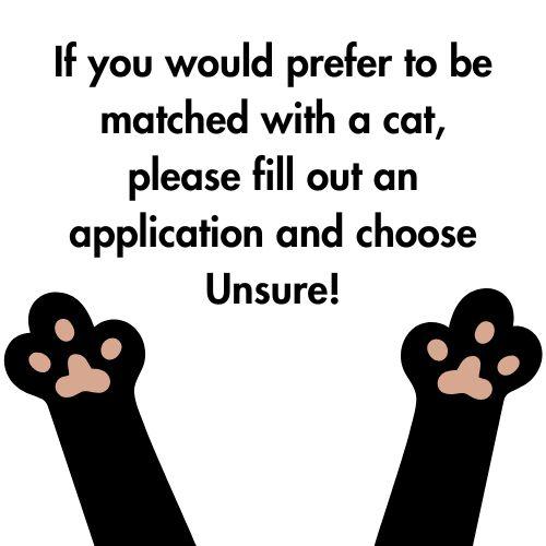 Unknown/Unsure, a Adoptable mixed breed in BREINIGSVILLE, PA image 2/6