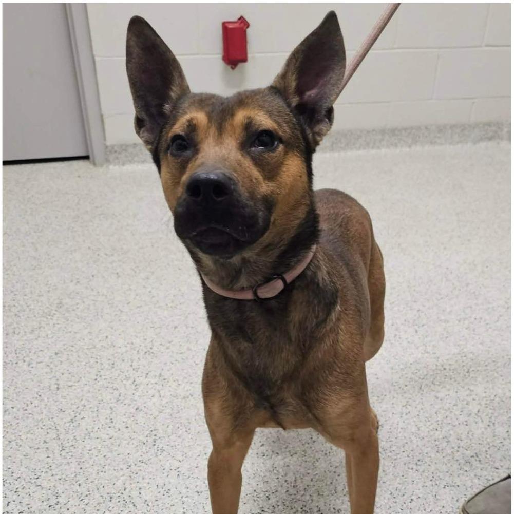 Enlarge AUSTiN  Available NOW - ADOPTION or RESCUE!, a Adoptable Mixed Breed in Nashville, NC image 1/2