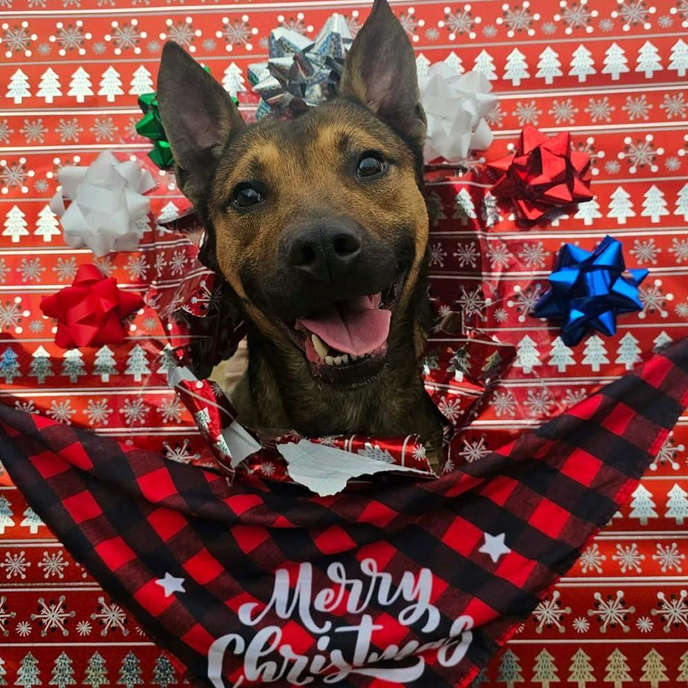 Enlarge AUSTiN  Available NOW - ADOPTION or RESCUE!, a Adoptable Mixed Breed in Nashville, NC image 2/2