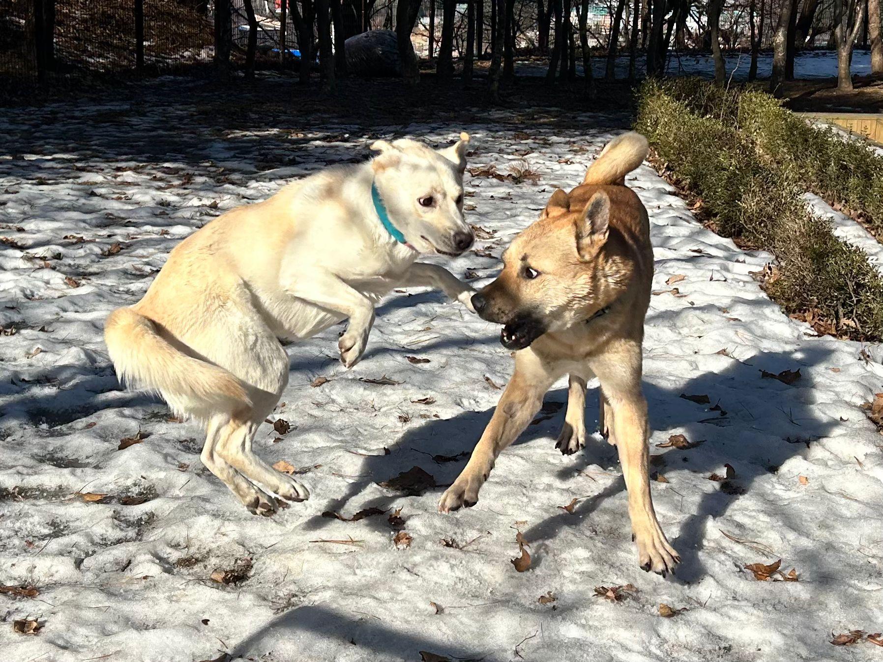 Somi, an adoptable Labrador Retriever, Jindo in North York, ON, M2R 3S9 | Photo Image 2