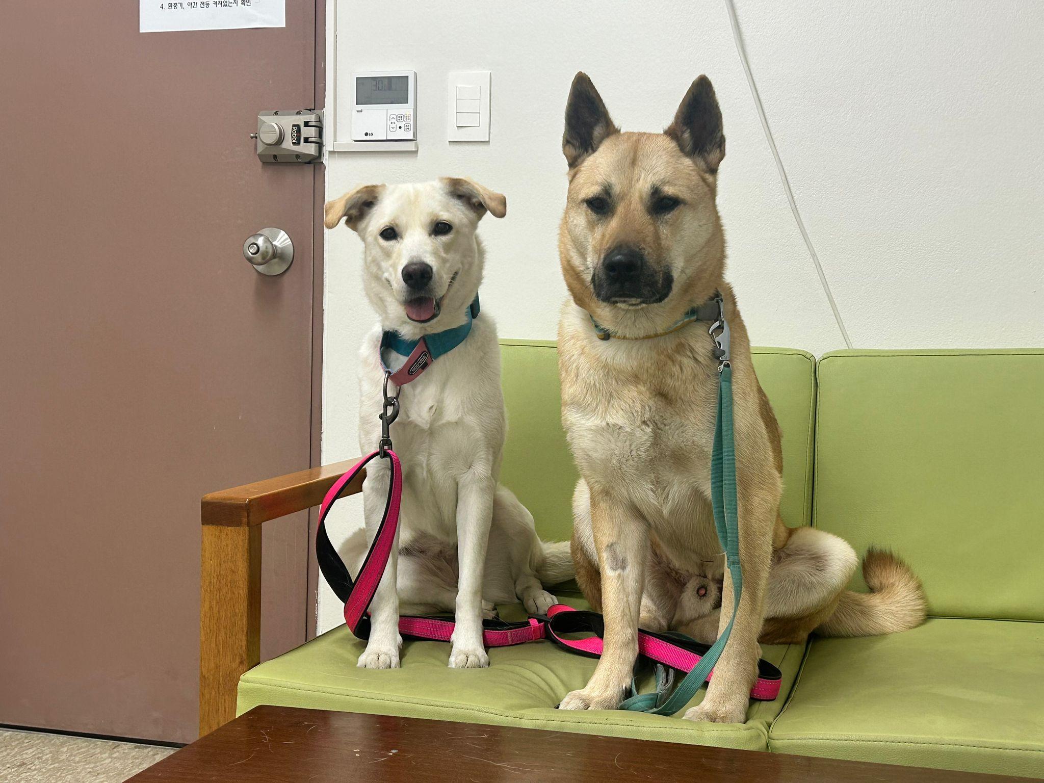 Somi, an adoptable Labrador Retriever, Jindo in North York, ON, M2R 3S9 | Photo Image 3