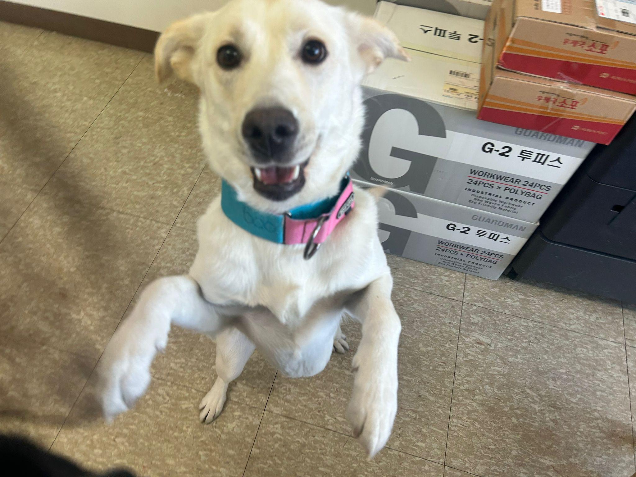 Somi, Adopted, Adult Female Labrador Retriever & Jindo.