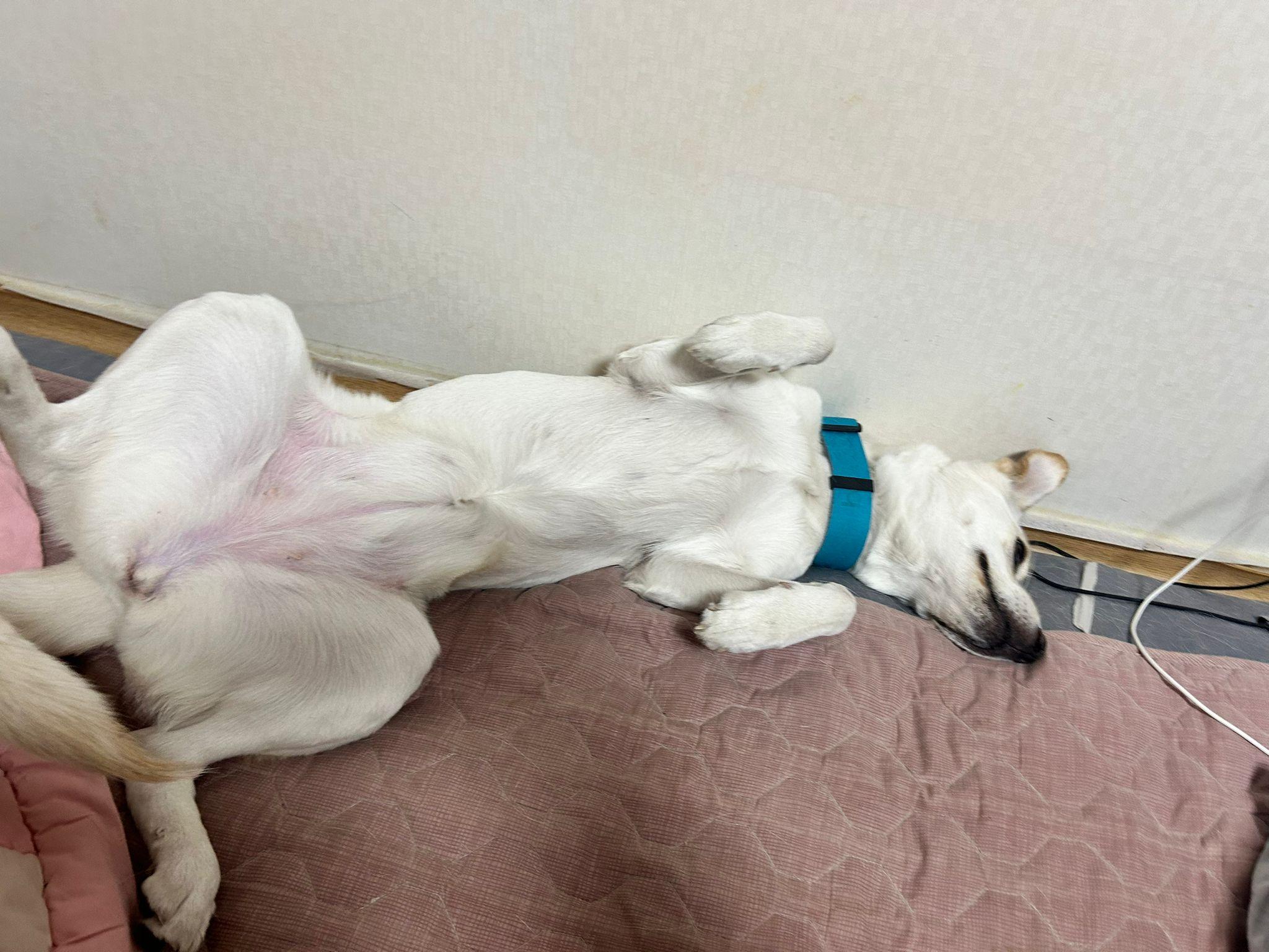 Enlarge Somi, a Adopted mixed breed in North York, ON image 4/4