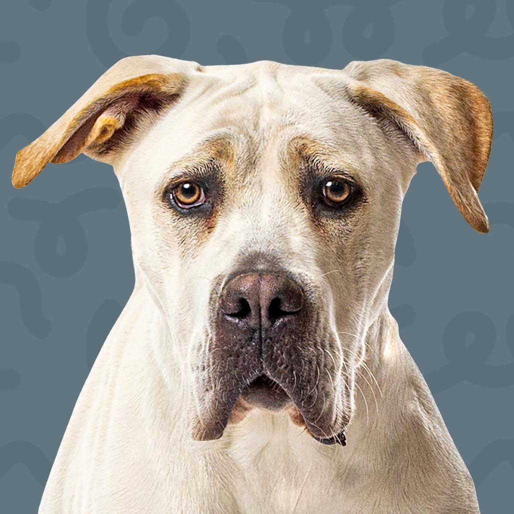 Enlarge Minnie, a Adoptable mixed breed in Reno, NV image 1/6