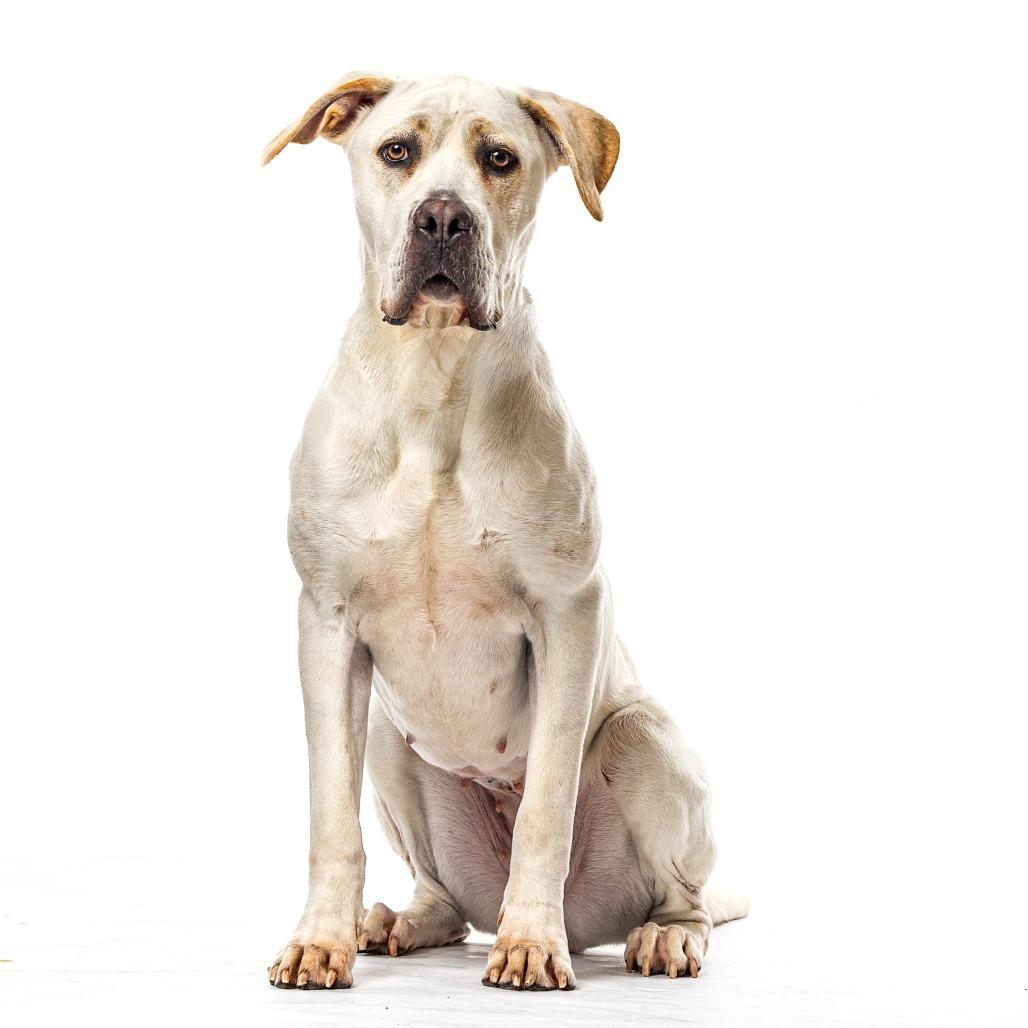 Enlarge Minnie, a Adoptable mixed breed in Reno, NV image 2/6