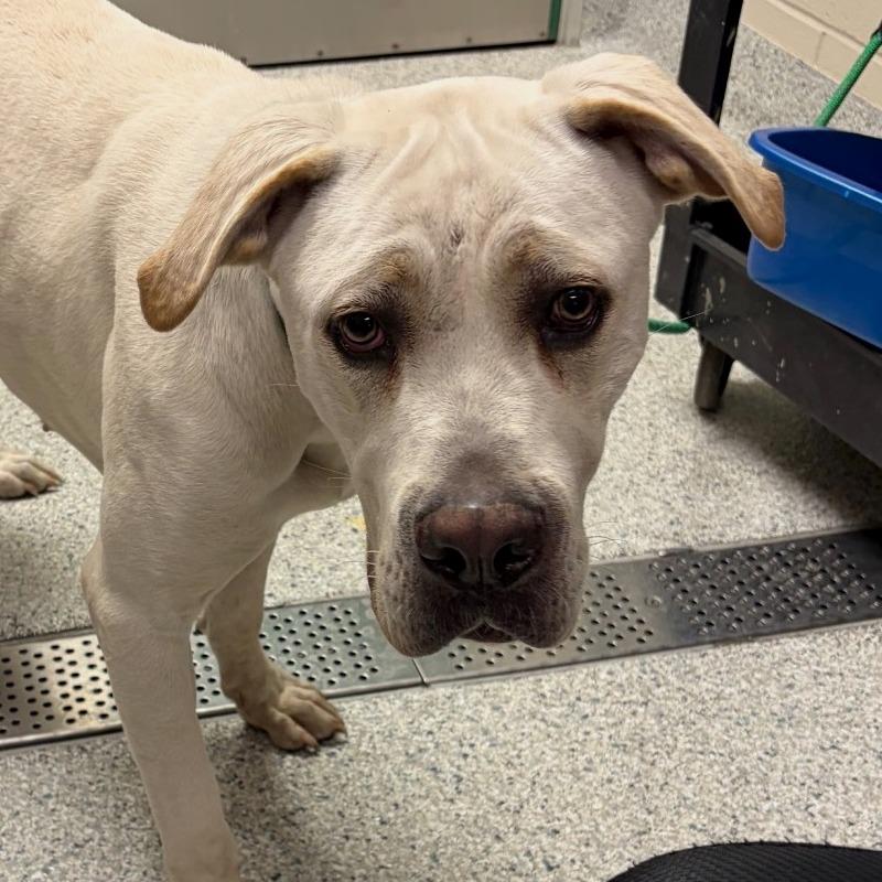 Enlarge Minnie, a Adoptable mixed breed in Reno, NV image 3/6