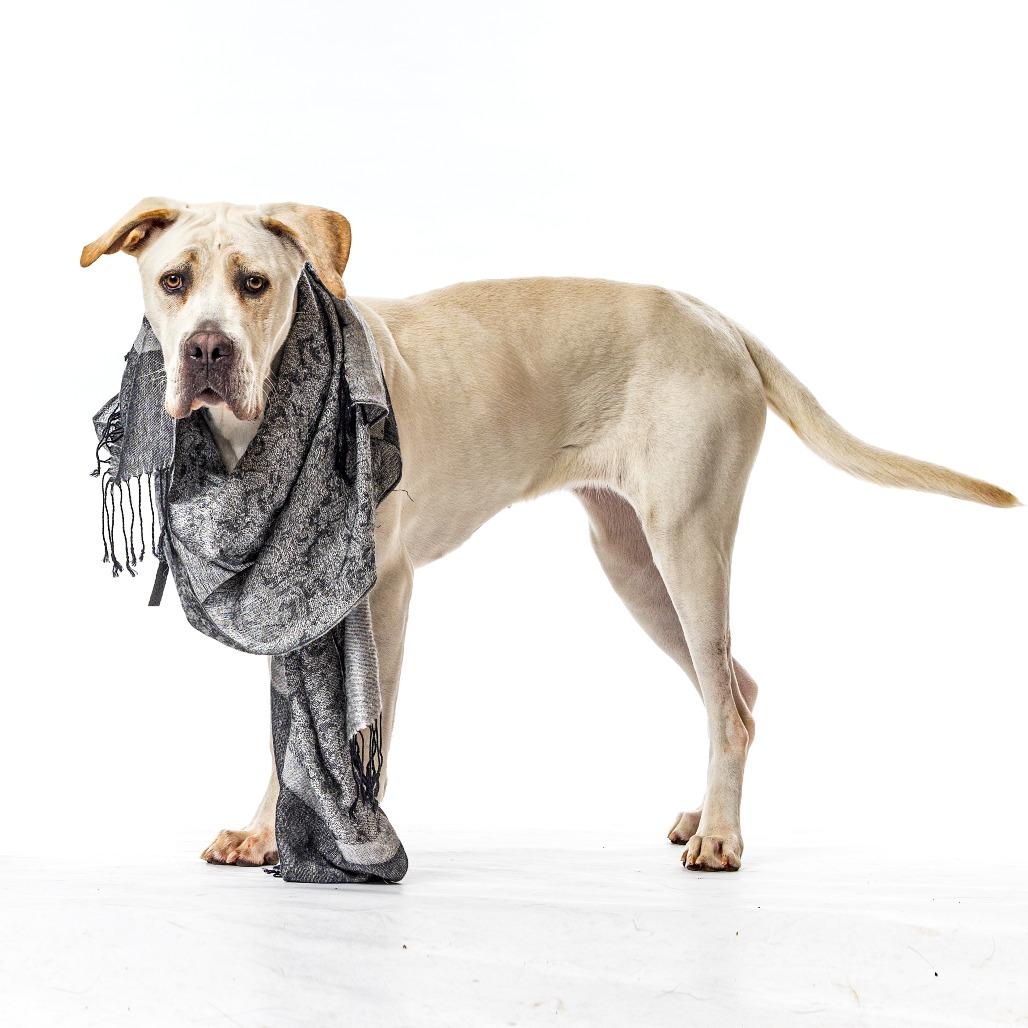 Enlarge Minnie, a Adoptable mixed breed in Reno, NV image 4/6